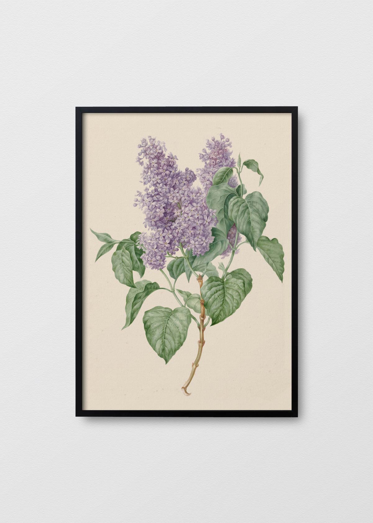 Fleur de Provence II - Testimoniaprints
