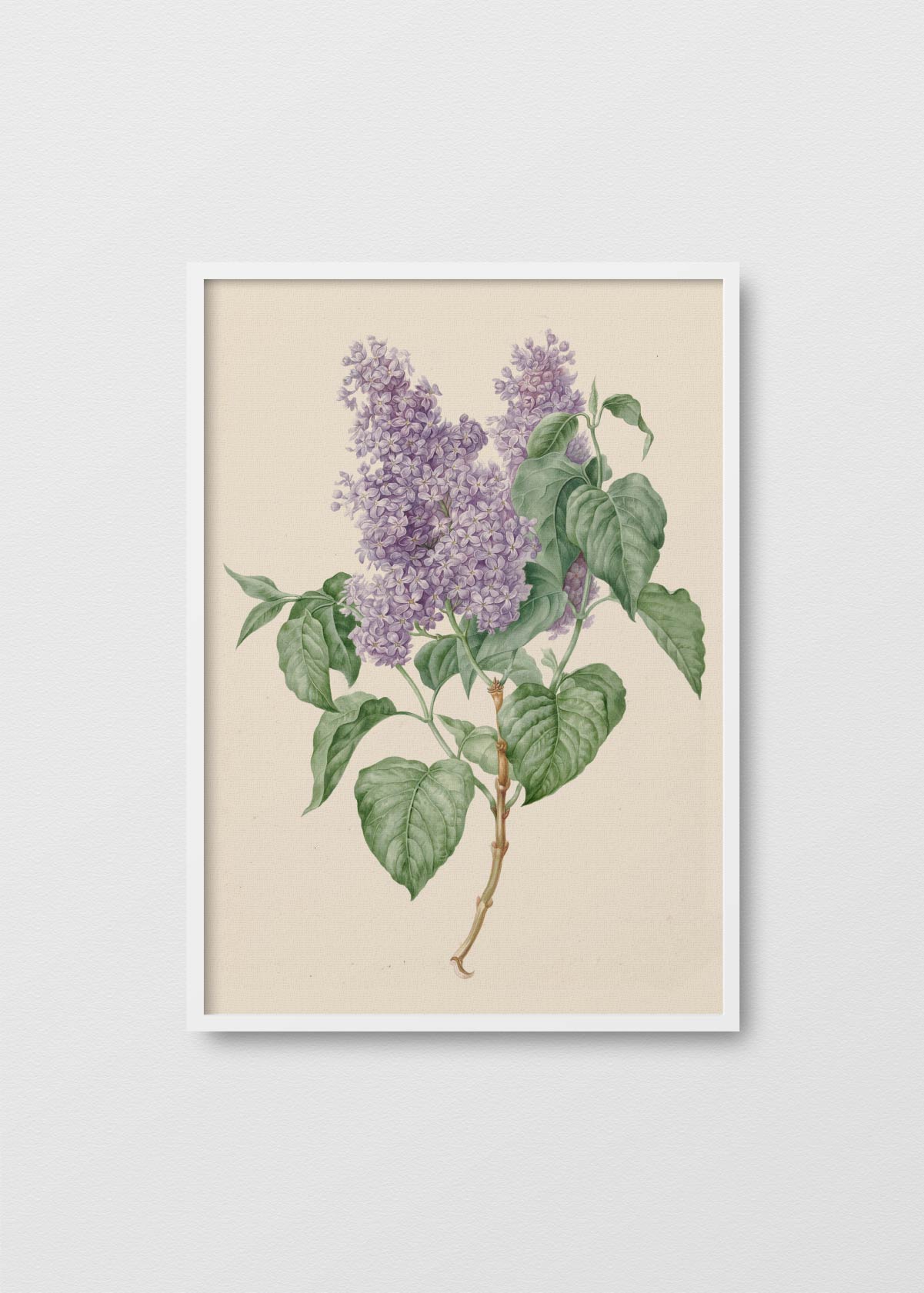 Fleur de Provence II - Testimoniaprints