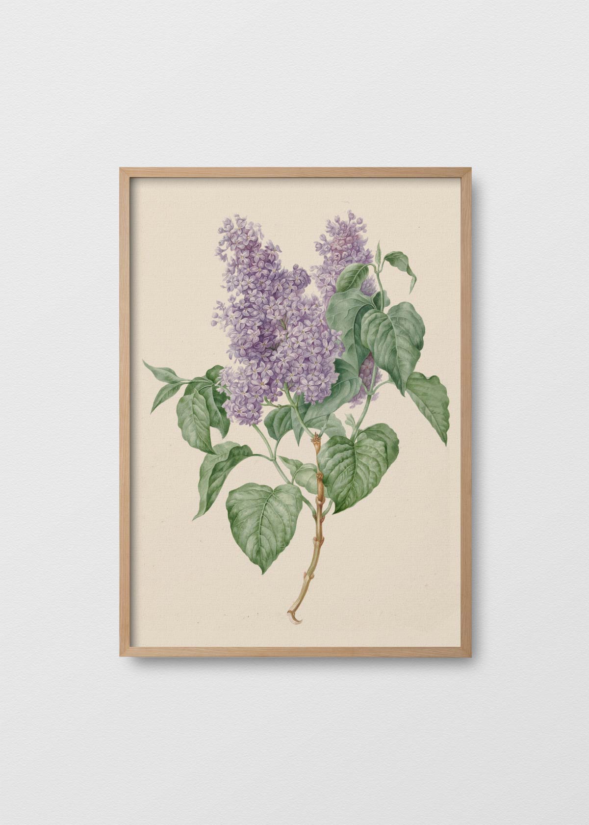 Fleur de Provence II - Testimoniaprints