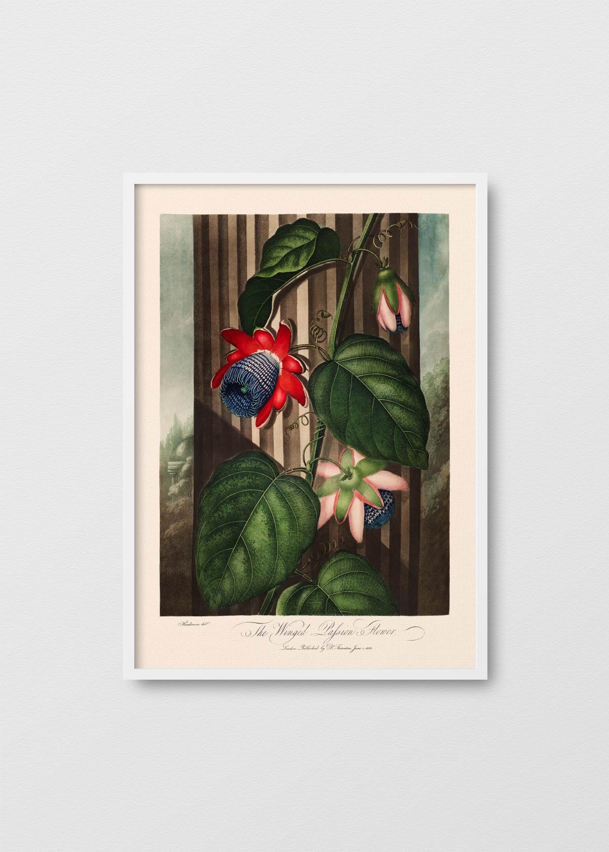 Flor de la Pasión - Testimoniaprints