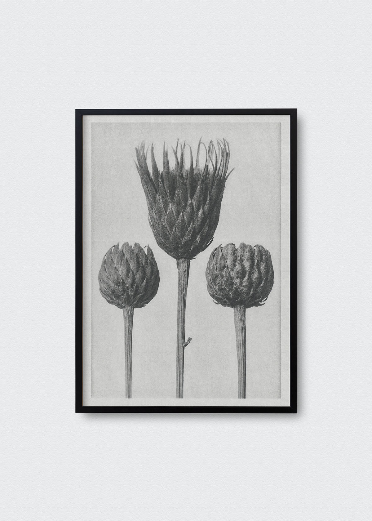 Flores II Karl Blossfeldt - Testimoniaprints
