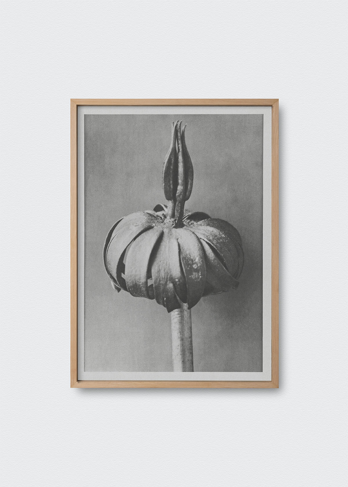 Flores III Karl Blossfeldt - Testimoniaprints