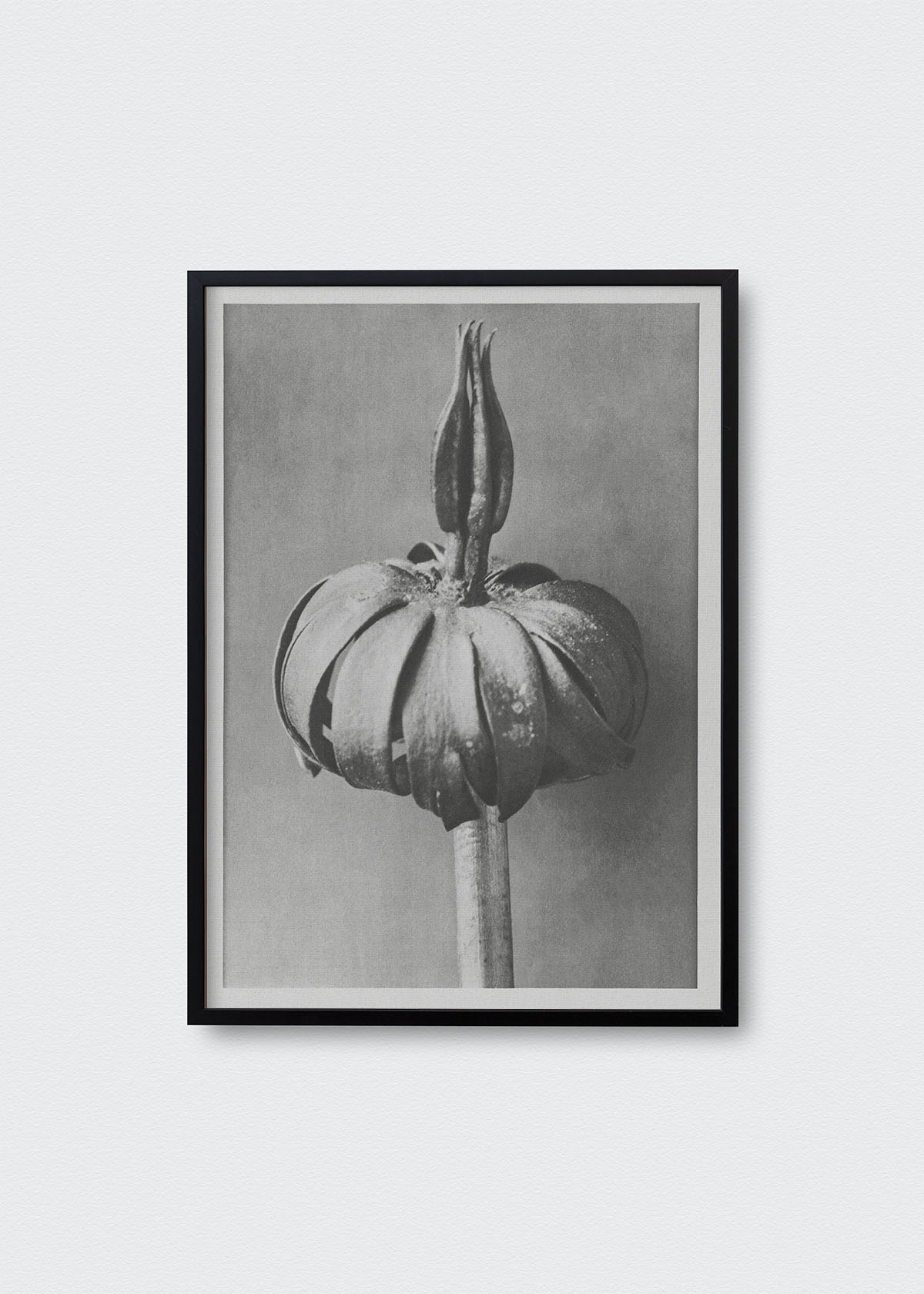 Flores III Karl Blossfeldt - Testimoniaprints