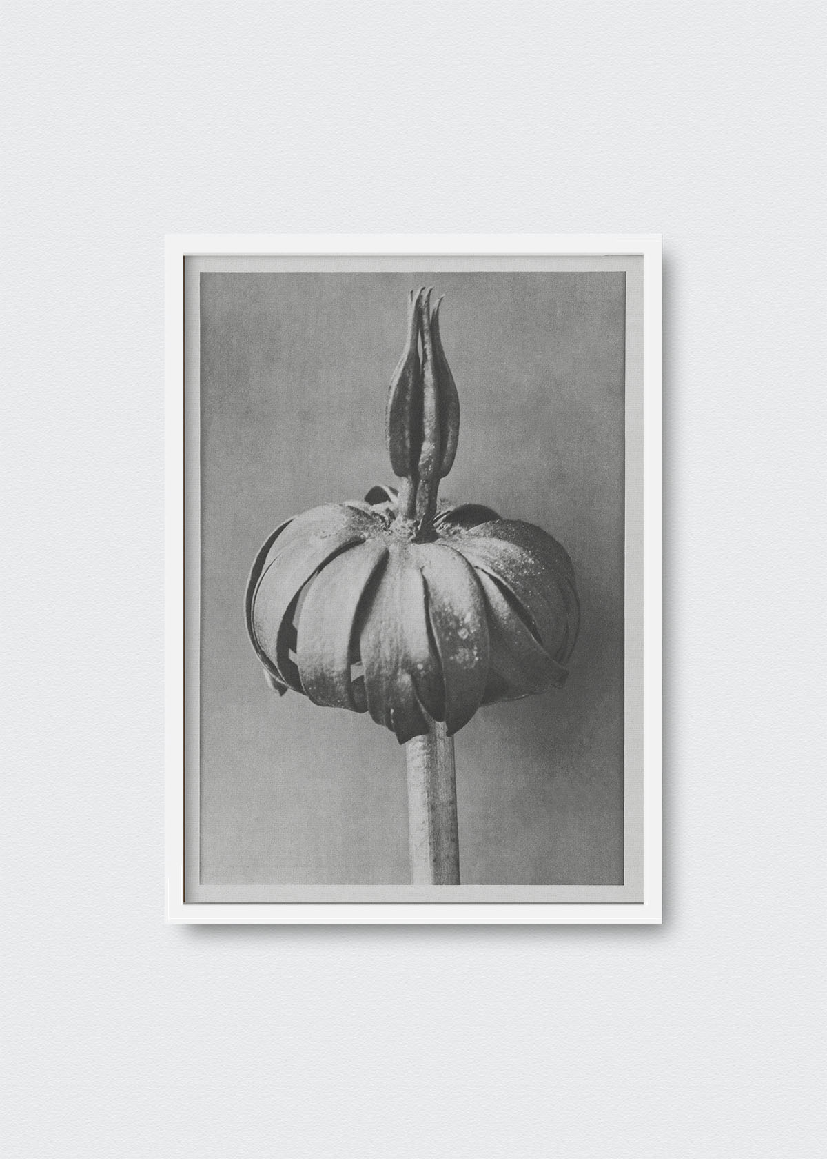 Flores III Karl Blossfeldt - Testimoniaprints