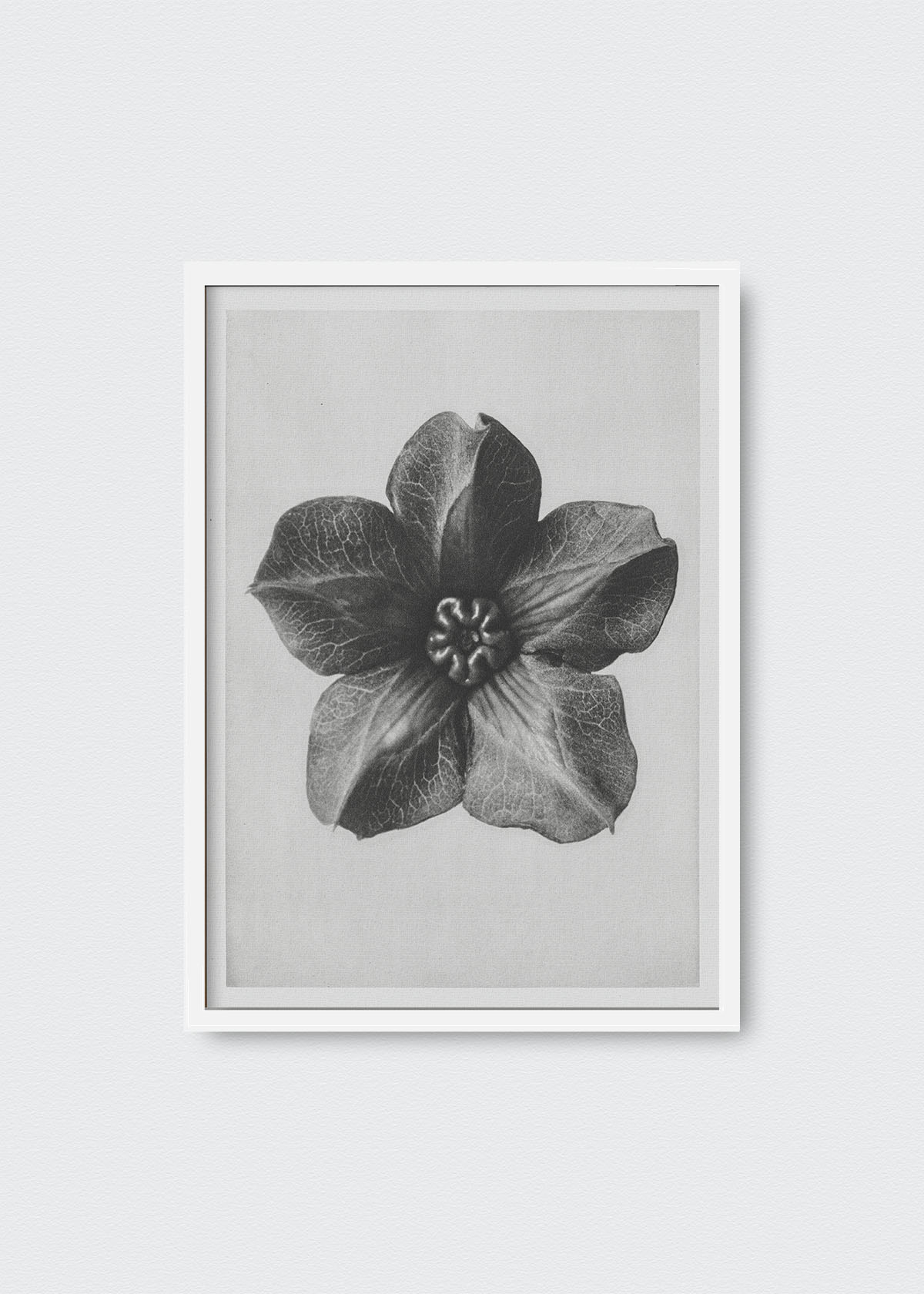 Flores IV Karl Blossfeldt - Testimoniaprints