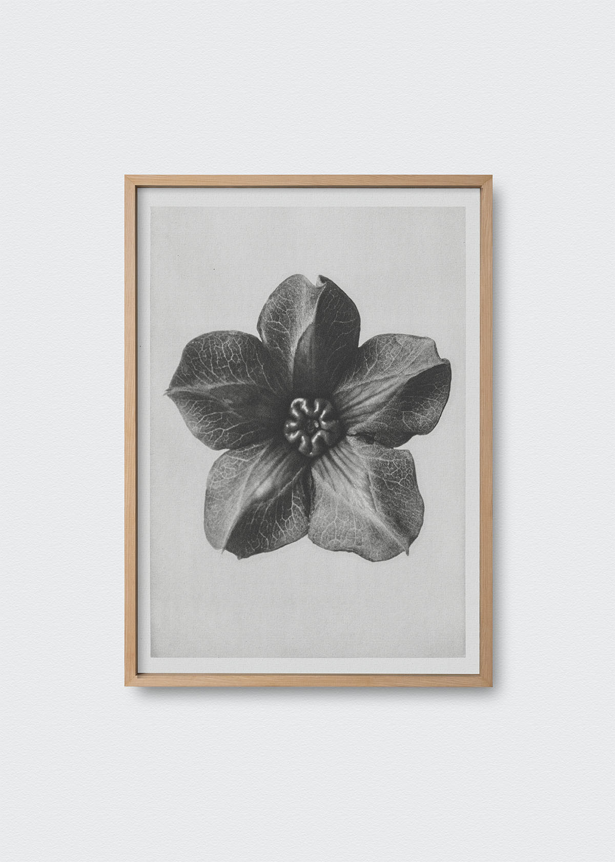 Flores IV Karl Blossfeldt - Testimoniaprints
