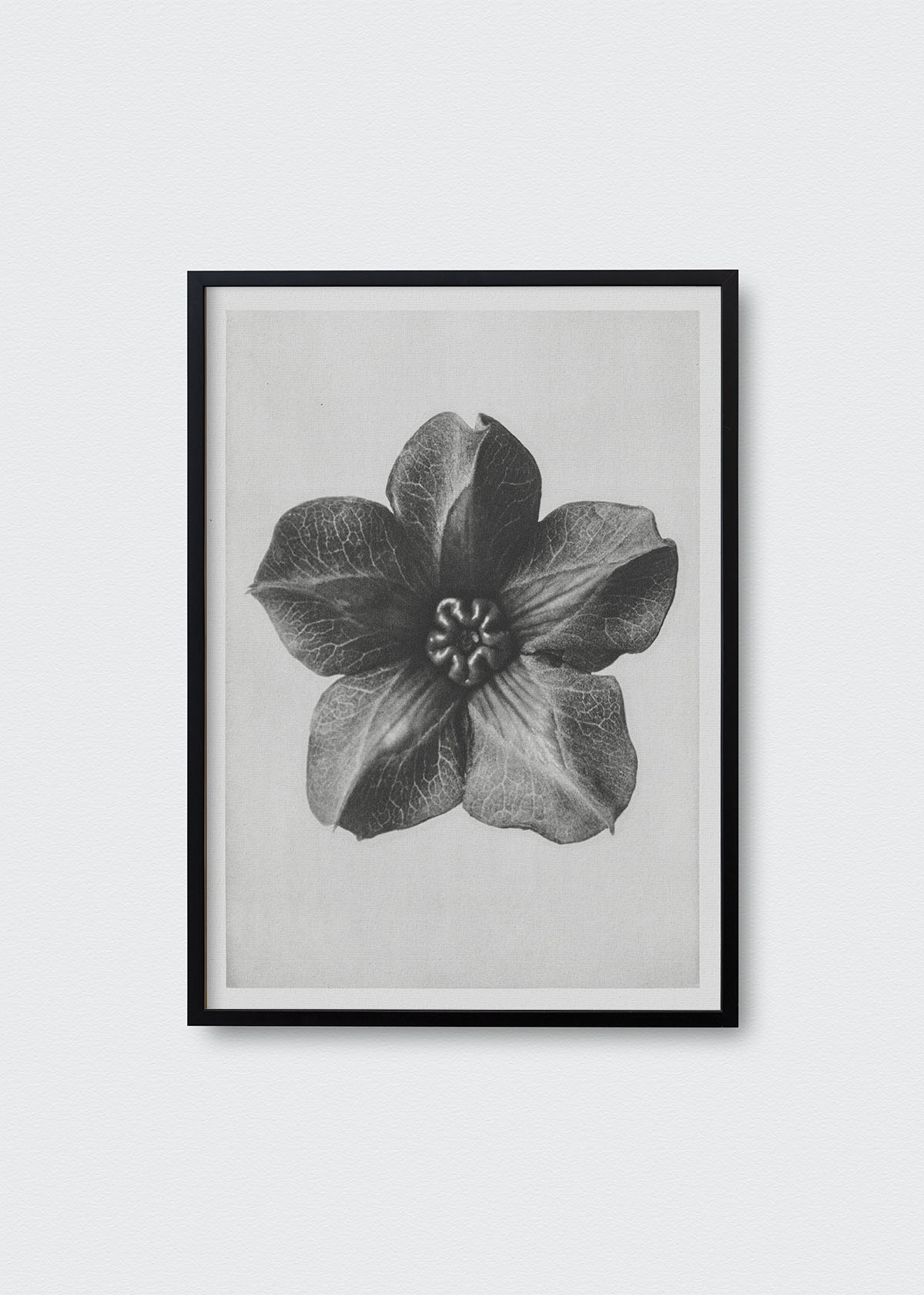 Flores IV Karl Blossfeldt - Testimoniaprints