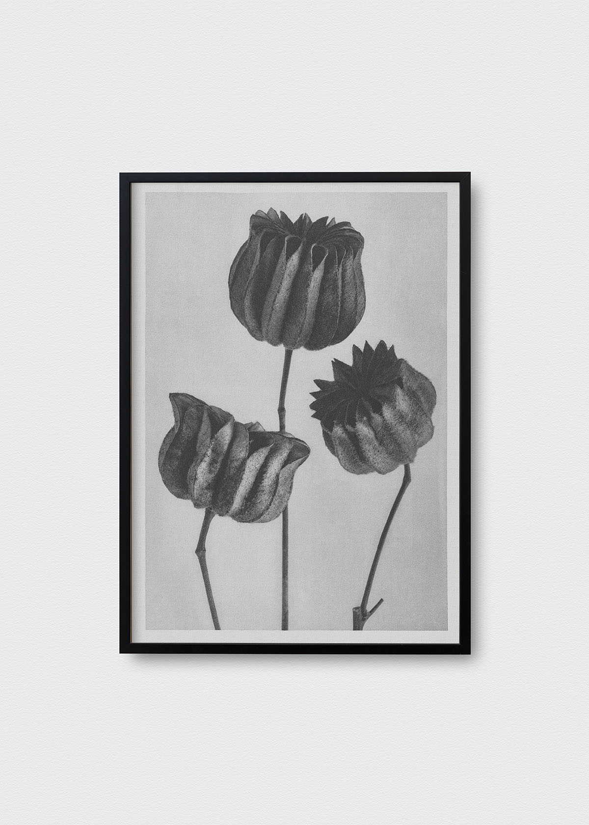 Flores Karl Blossfeldt - Testimoniaprints