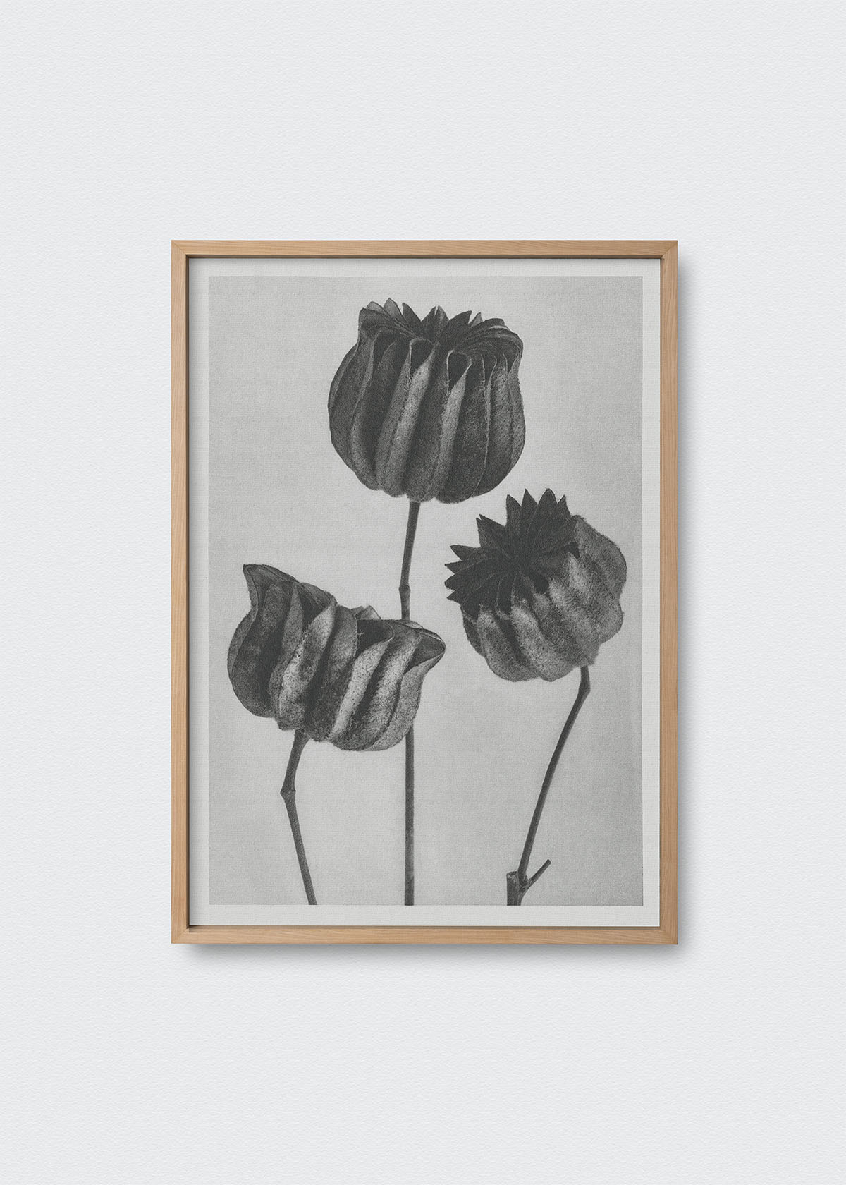 Flores Karl Blossfeldt - Testimoniaprints