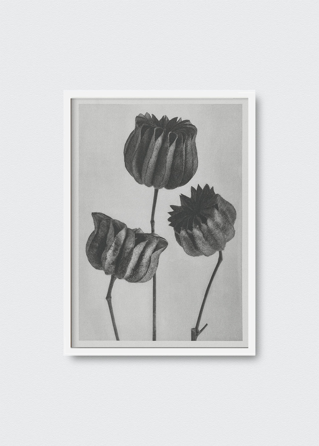 Flores Karl Blossfeldt - Testimoniaprints