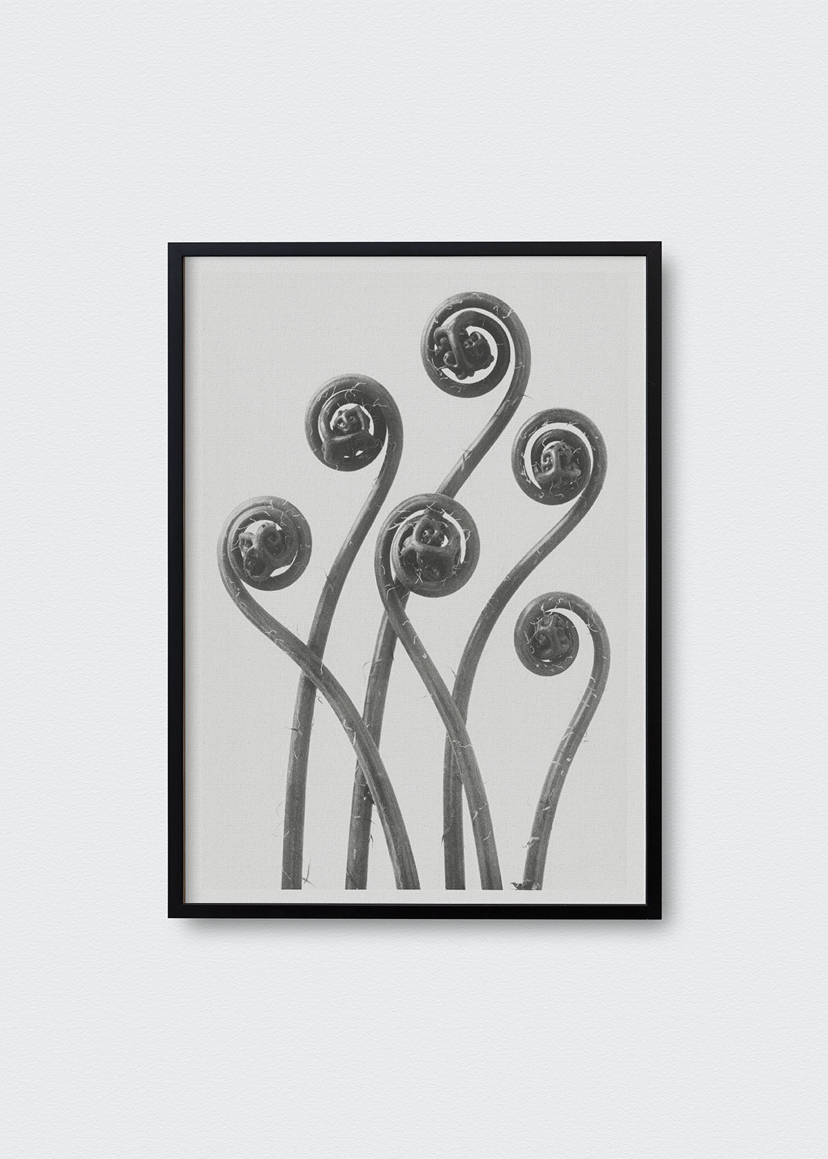 Flores V Karl Blossfeldt - Testimoniaprints