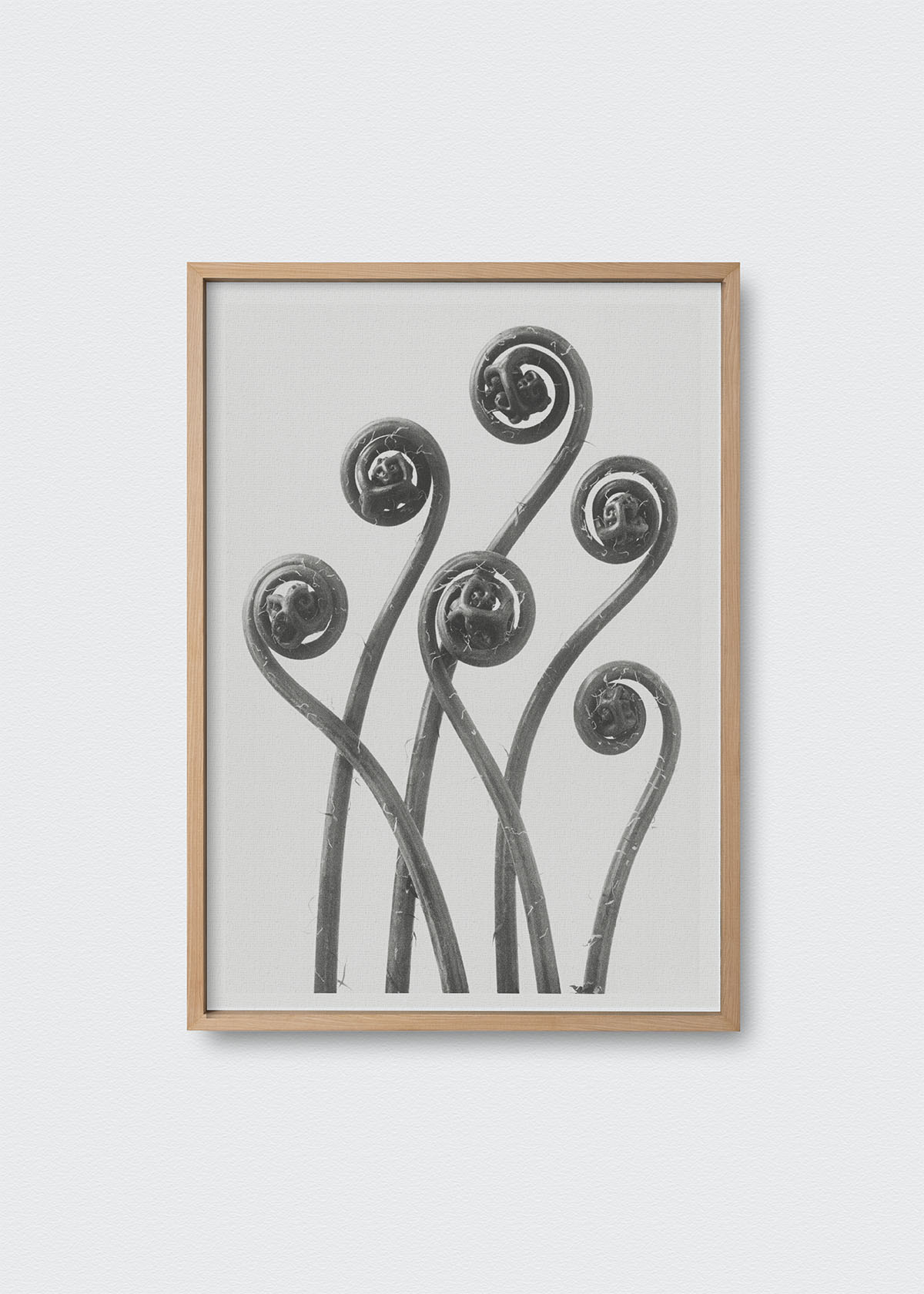Flores V Karl Blossfeldt - Testimoniaprints