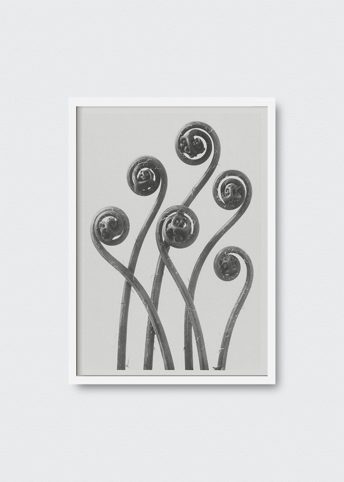 Flores V Karl Blossfeldt - Testimoniaprints
