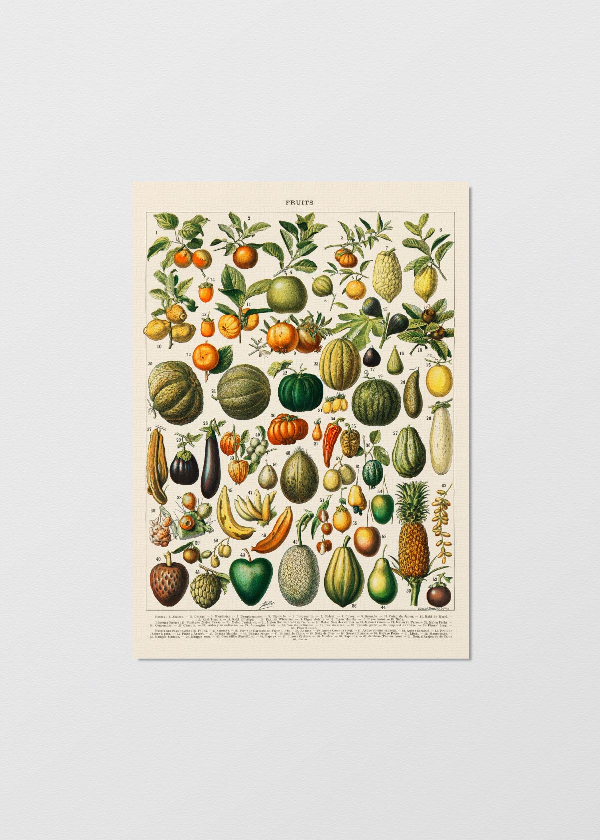 Fruits - Testimoniaprints