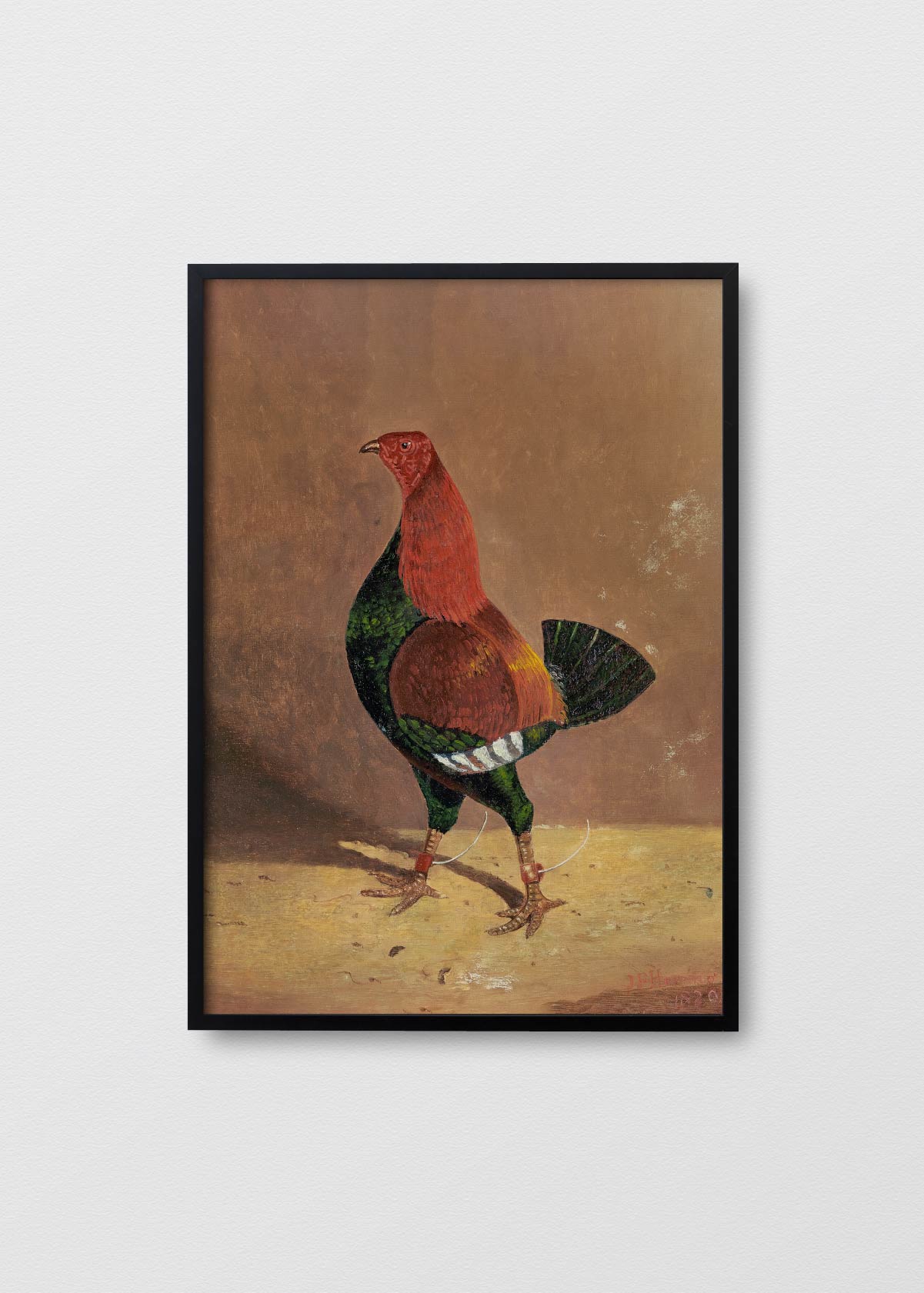 Gallo II - Testimoniaprints