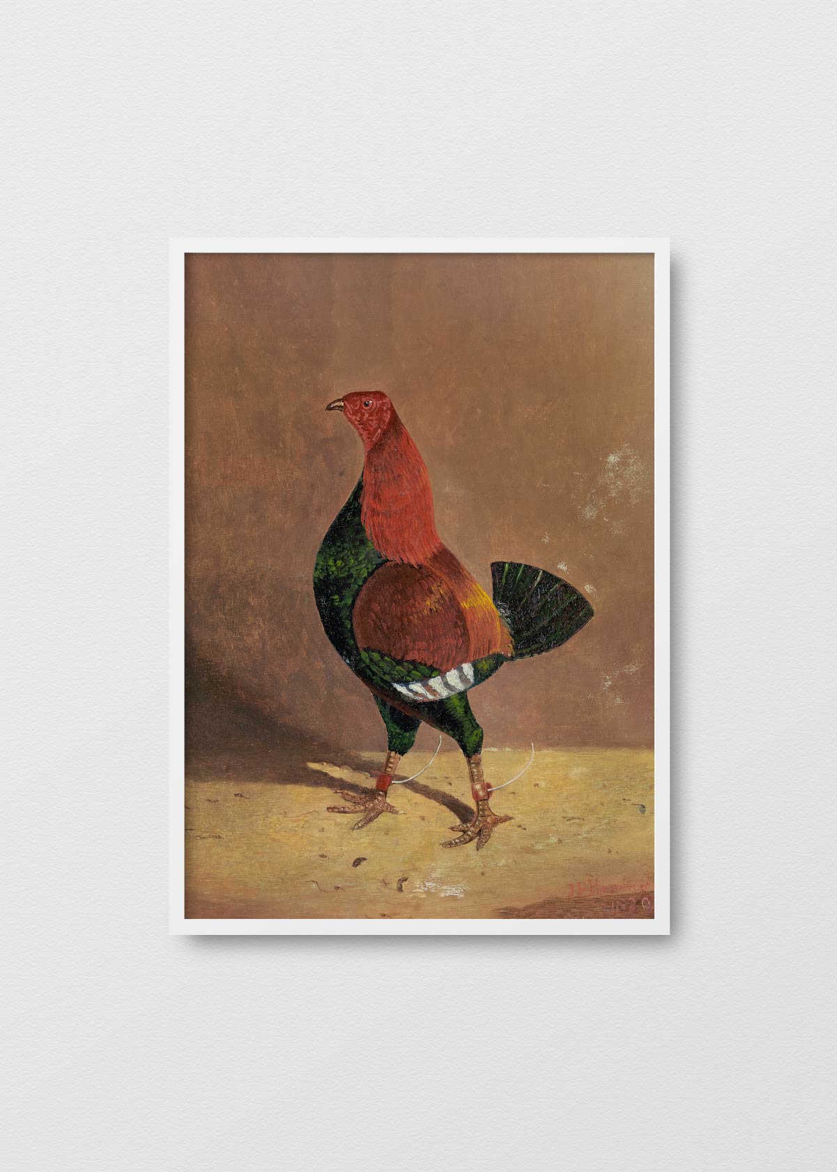 Gallo II - Testimoniaprints
