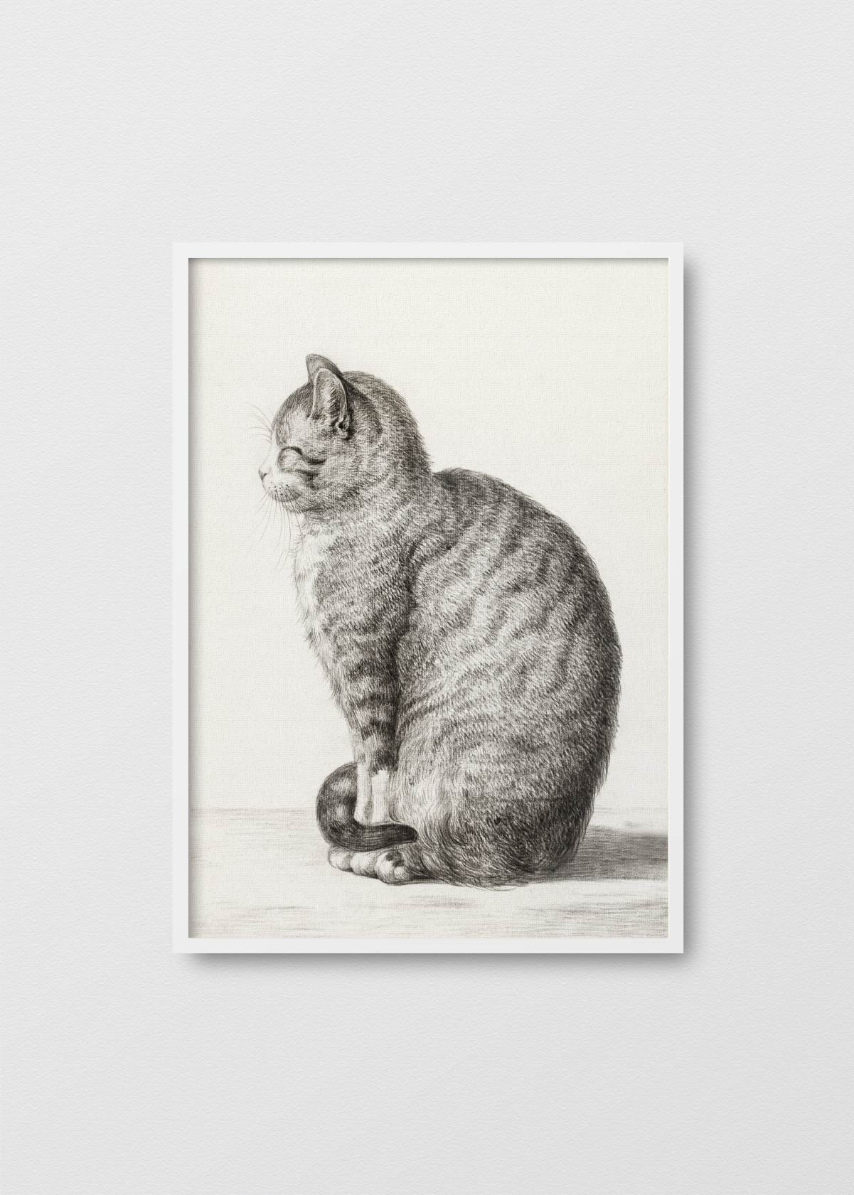 Gatito - Testimoniaprints
