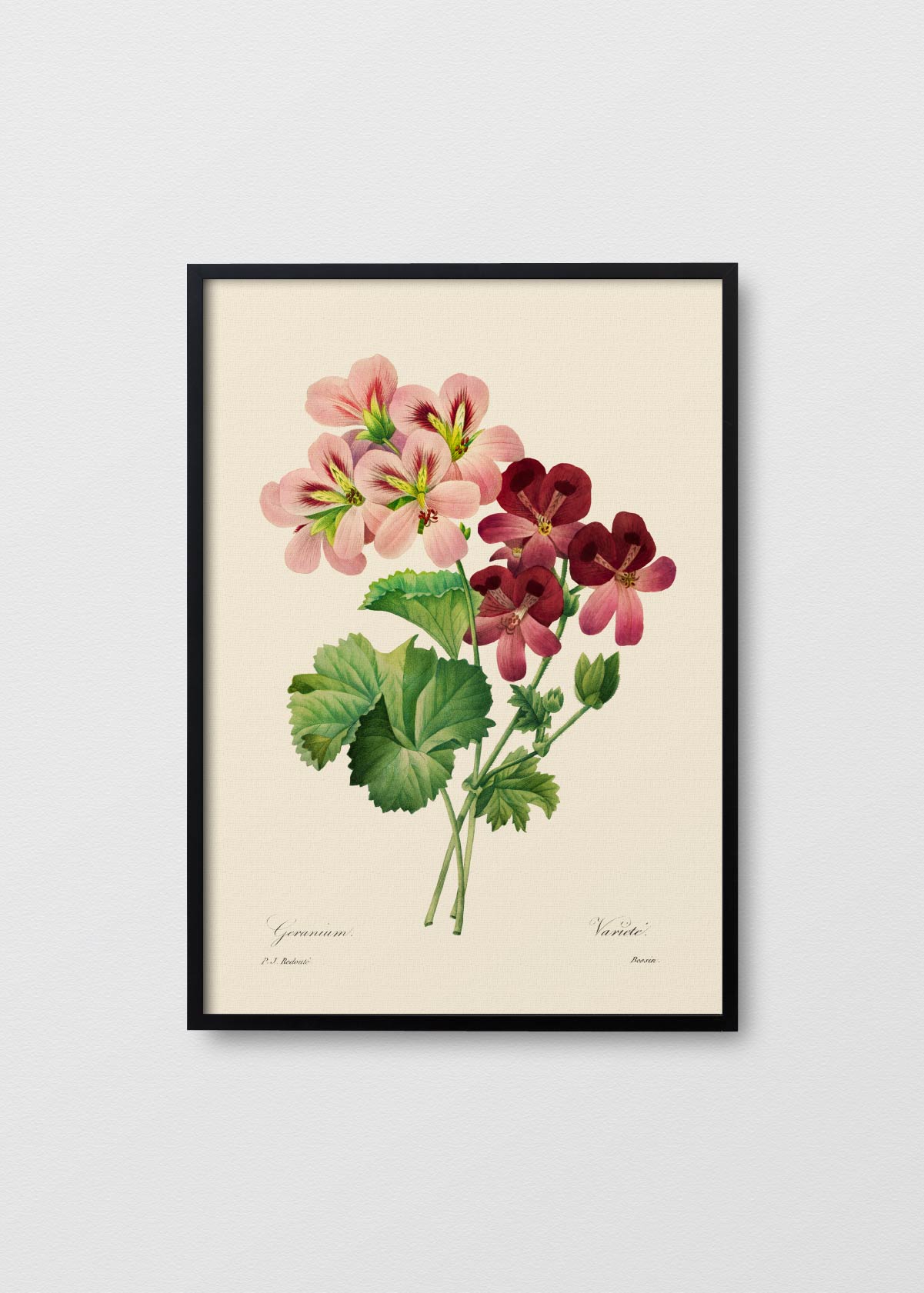 Geranium - Testimoniaprints