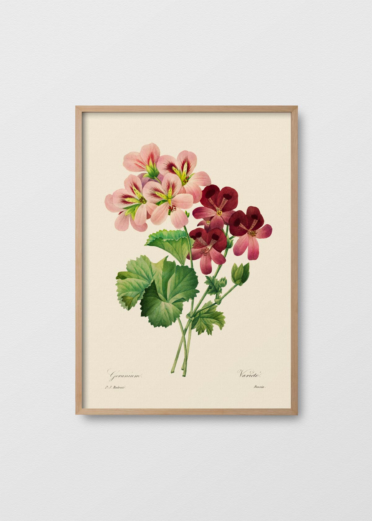 Geranium - Testimoniaprints
