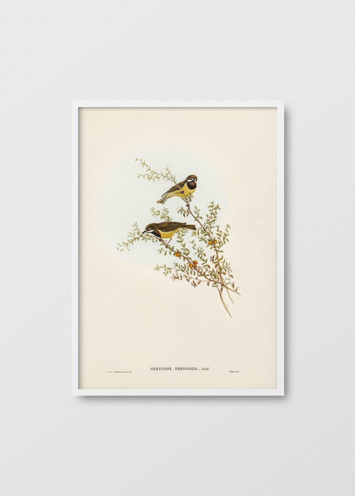 Gerygone Birds - Testimoniaprints