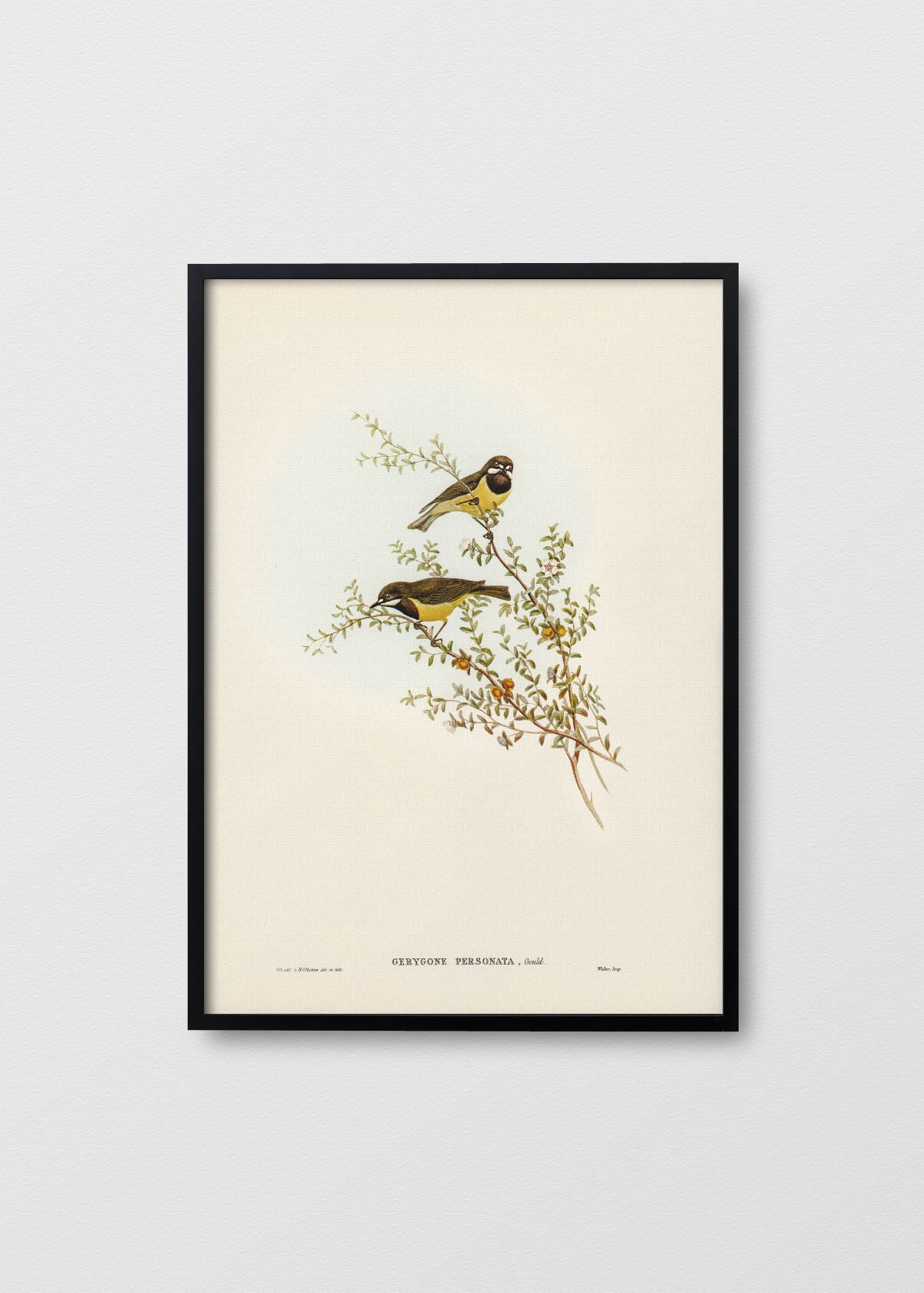Gerygone Birds - Testimoniaprints