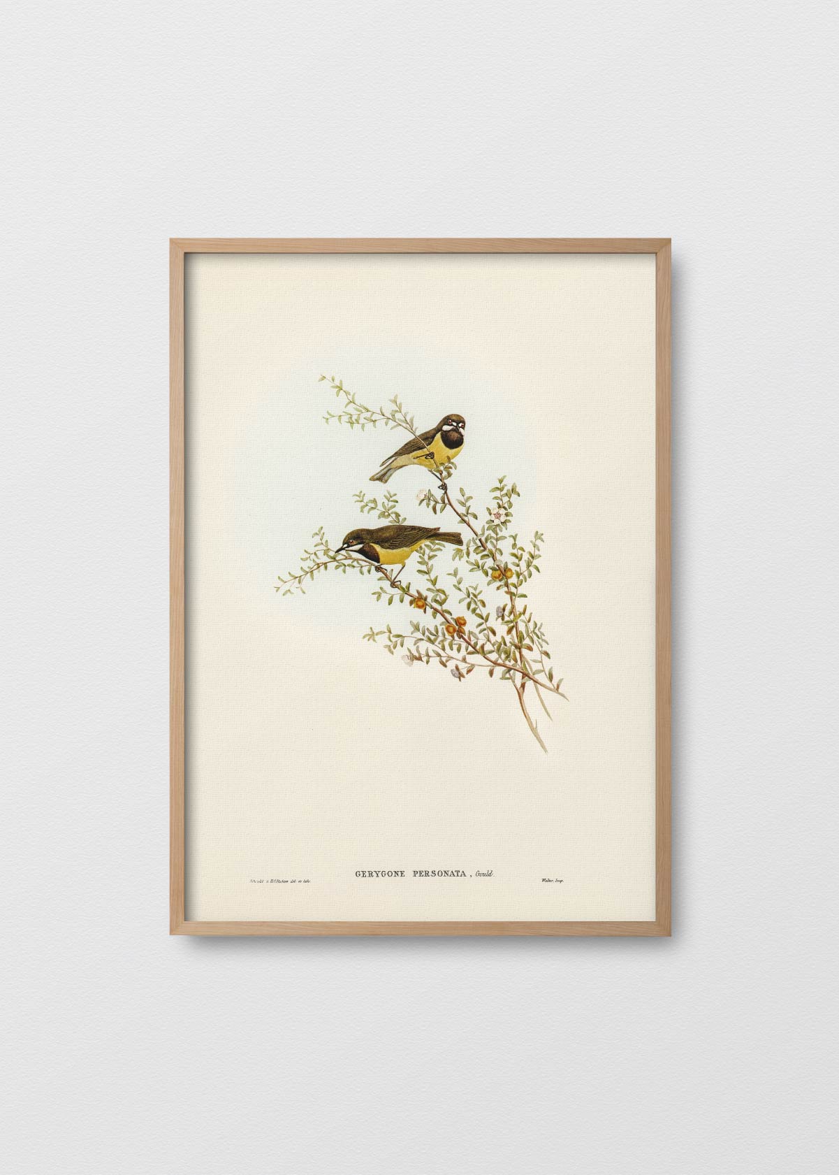 Gerygone Birds - Testimoniaprints