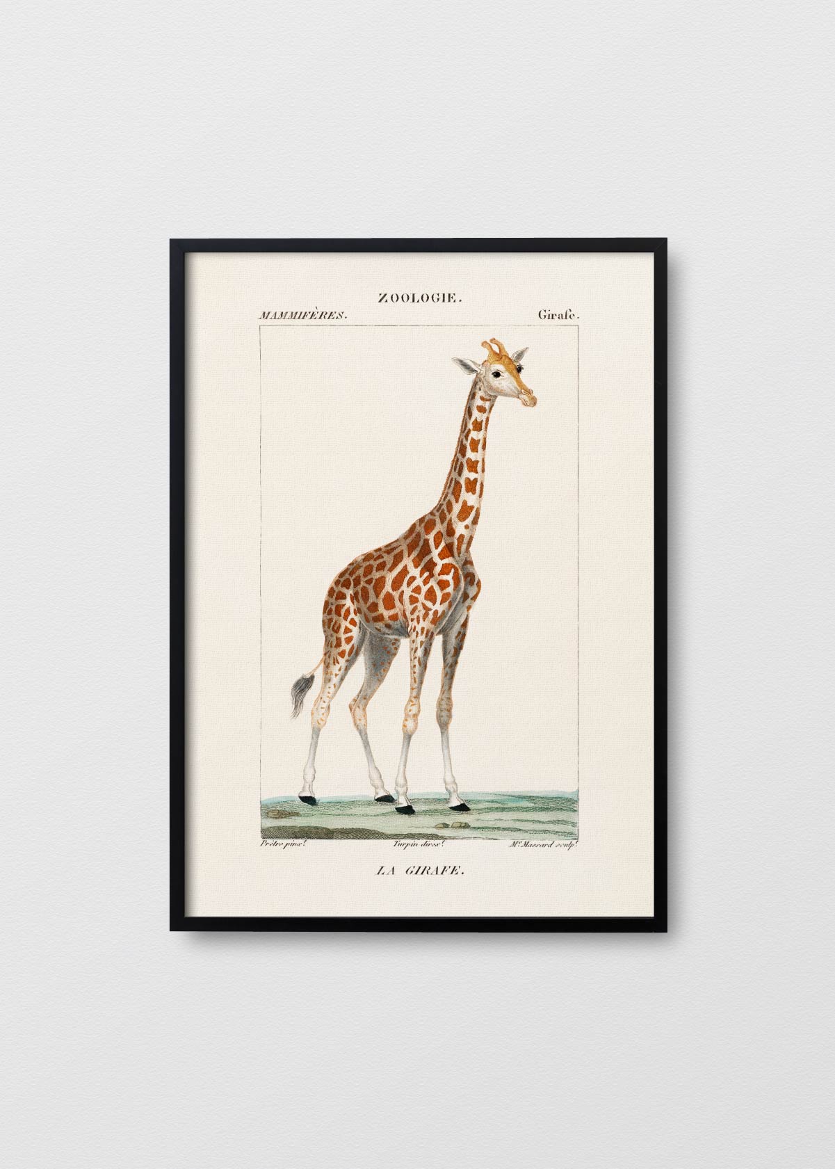 Giraffe - Testimoniaprints