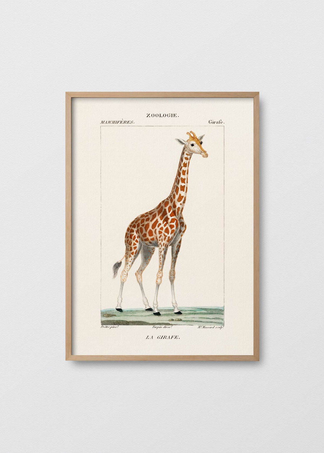 Giraffe - Testimoniaprints