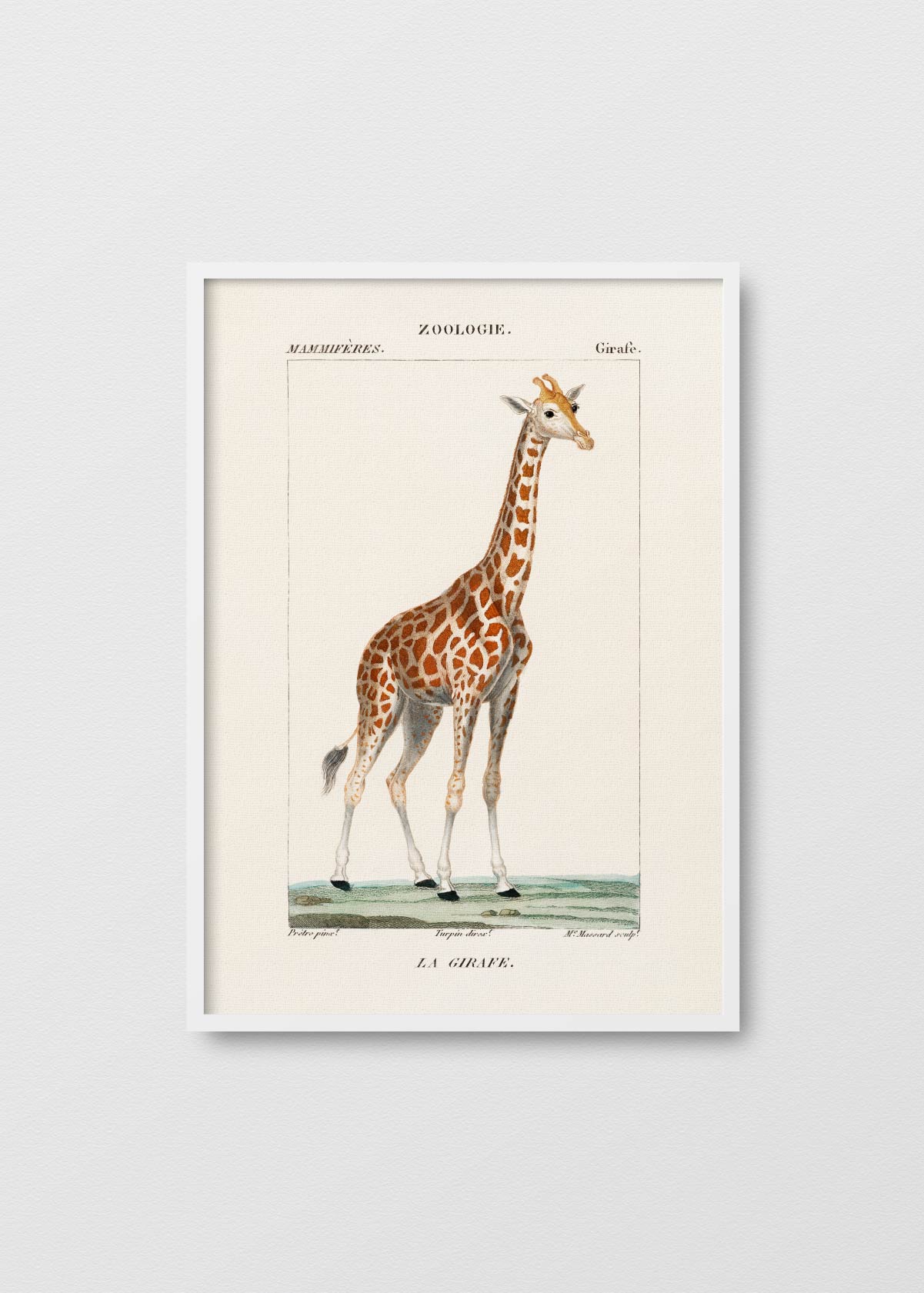 Giraffe - Testimoniaprints