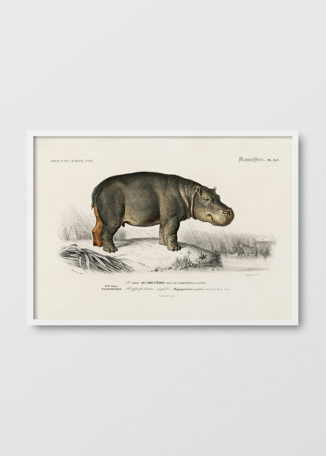 Hippopotame - Testimoniaprints