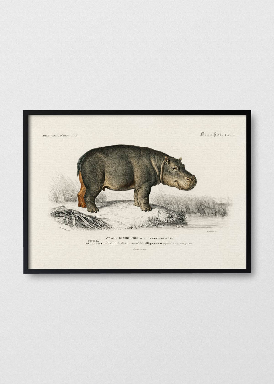 Hippopotame - Testimoniaprints