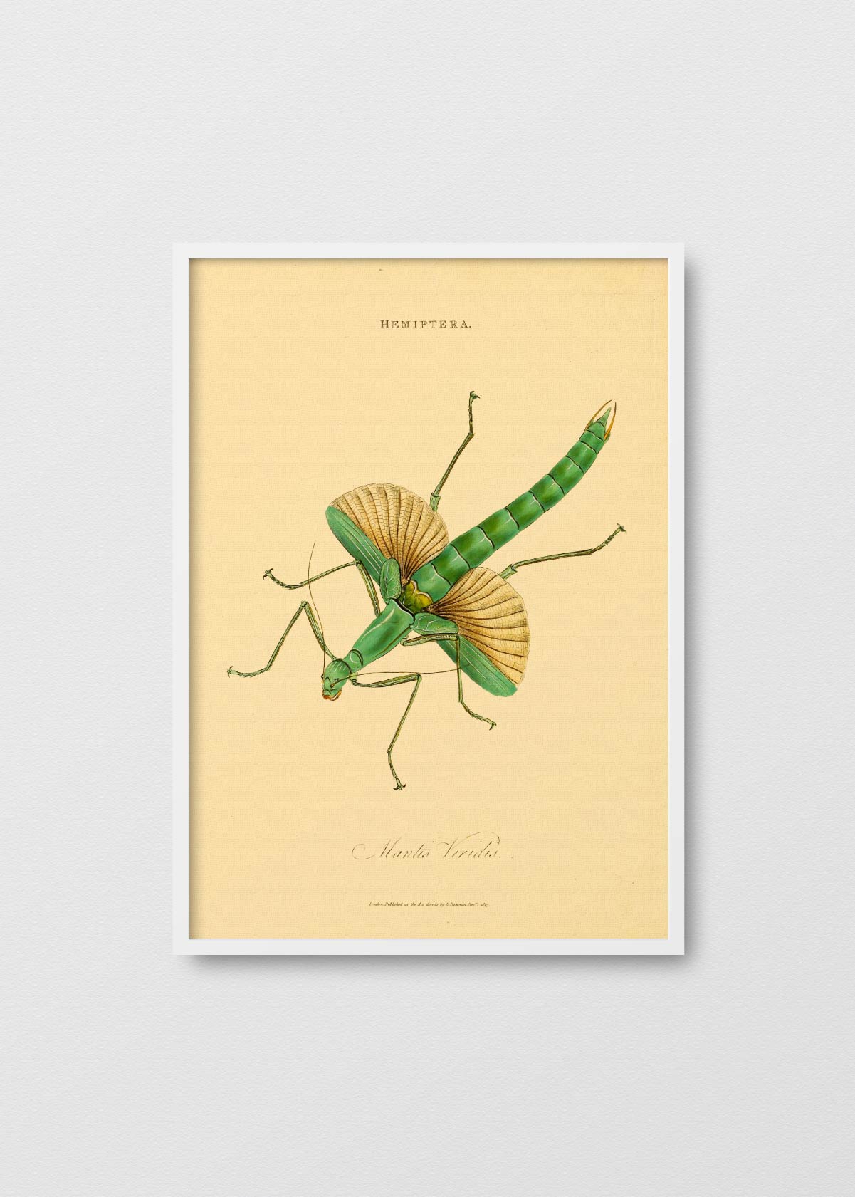 Insects of India II - Testimoniaprints