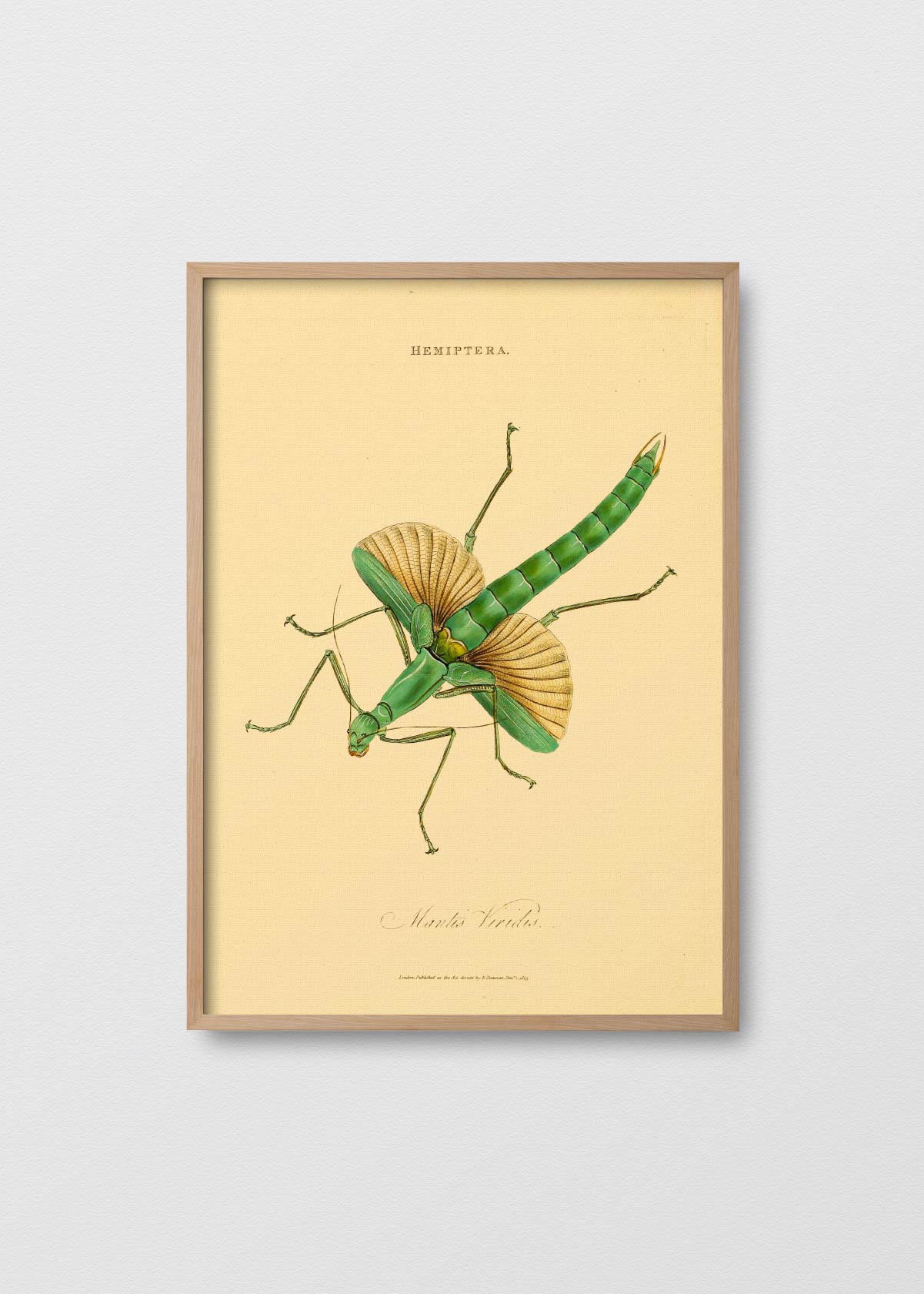Insects of India II - Testimoniaprints