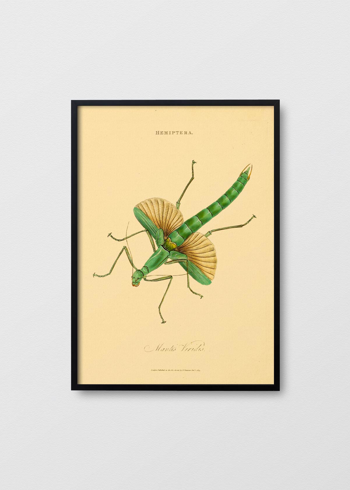 Insects of India II - Testimoniaprints