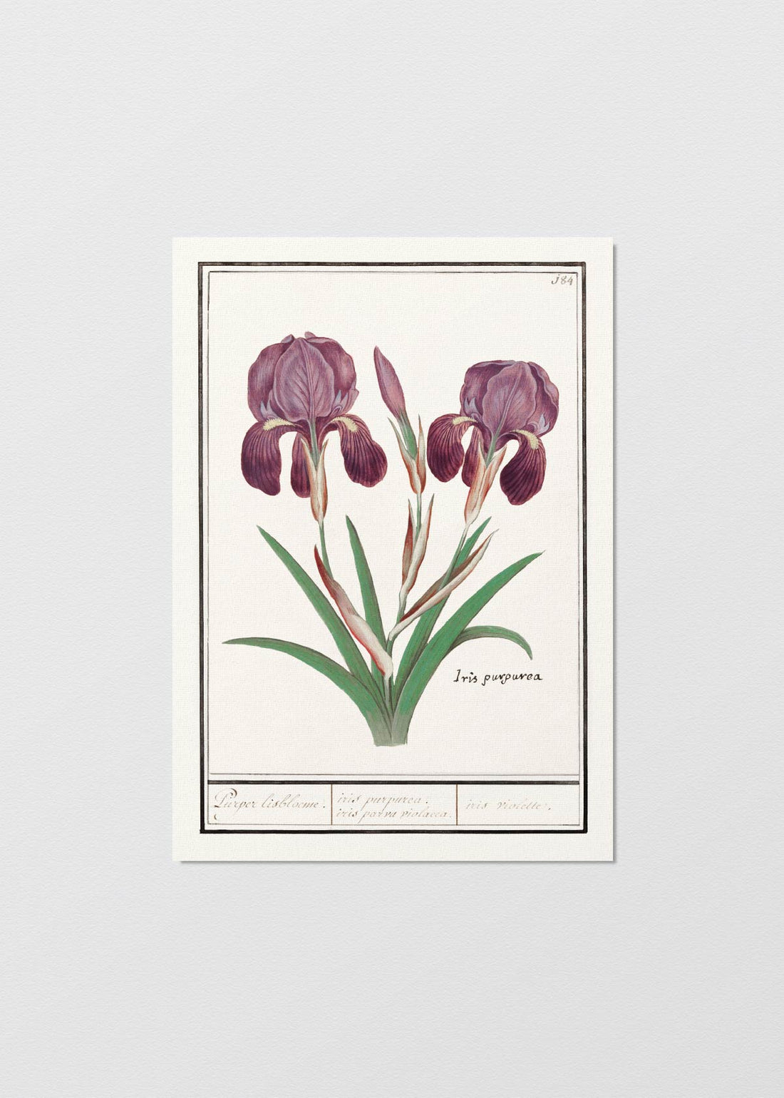 Iris Purpurea - Testimoniaprints