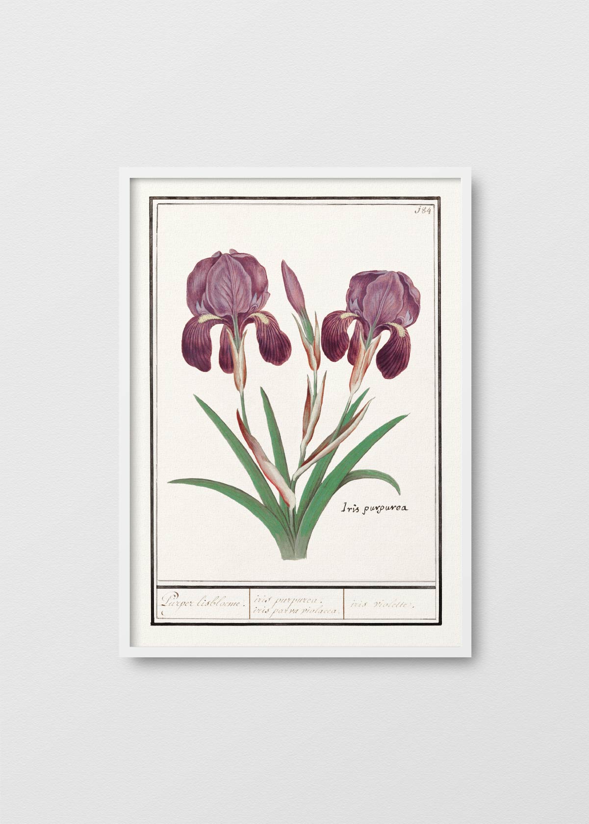 Iris Purpurea - Testimoniaprints
