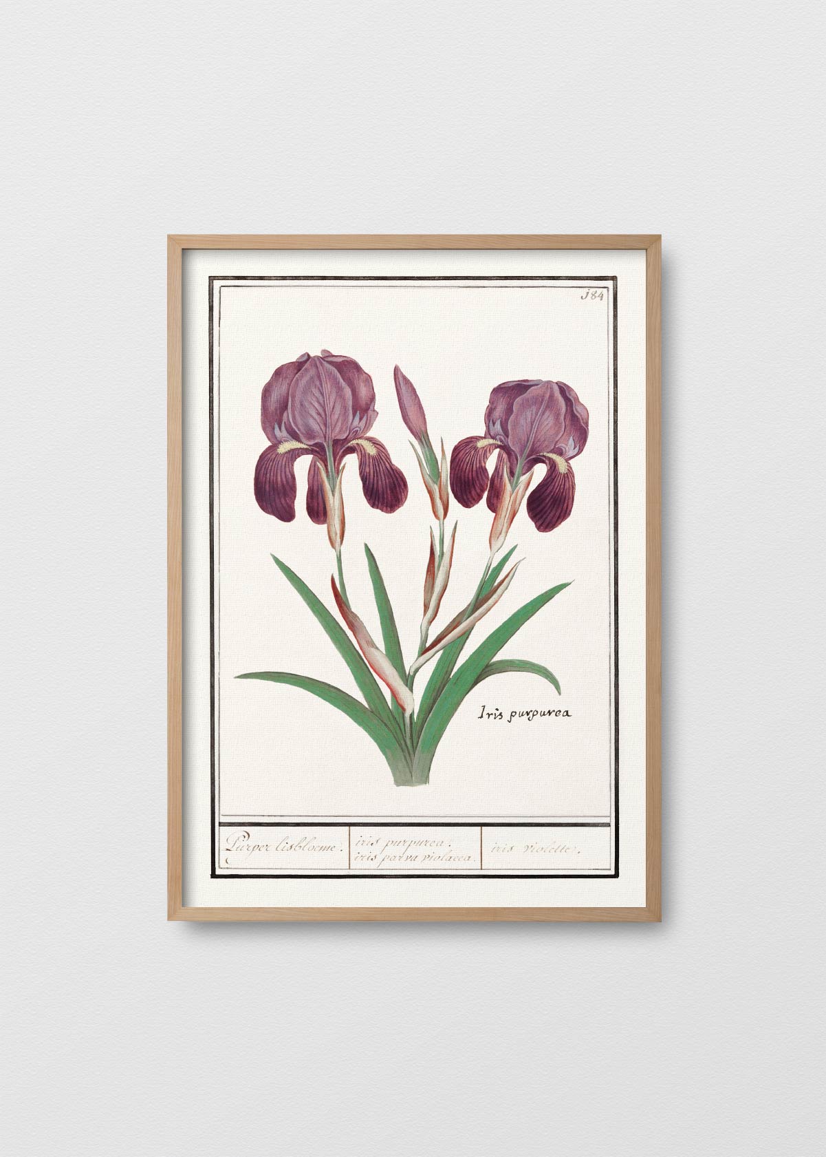 Iris Purpurea - Testimoniaprints