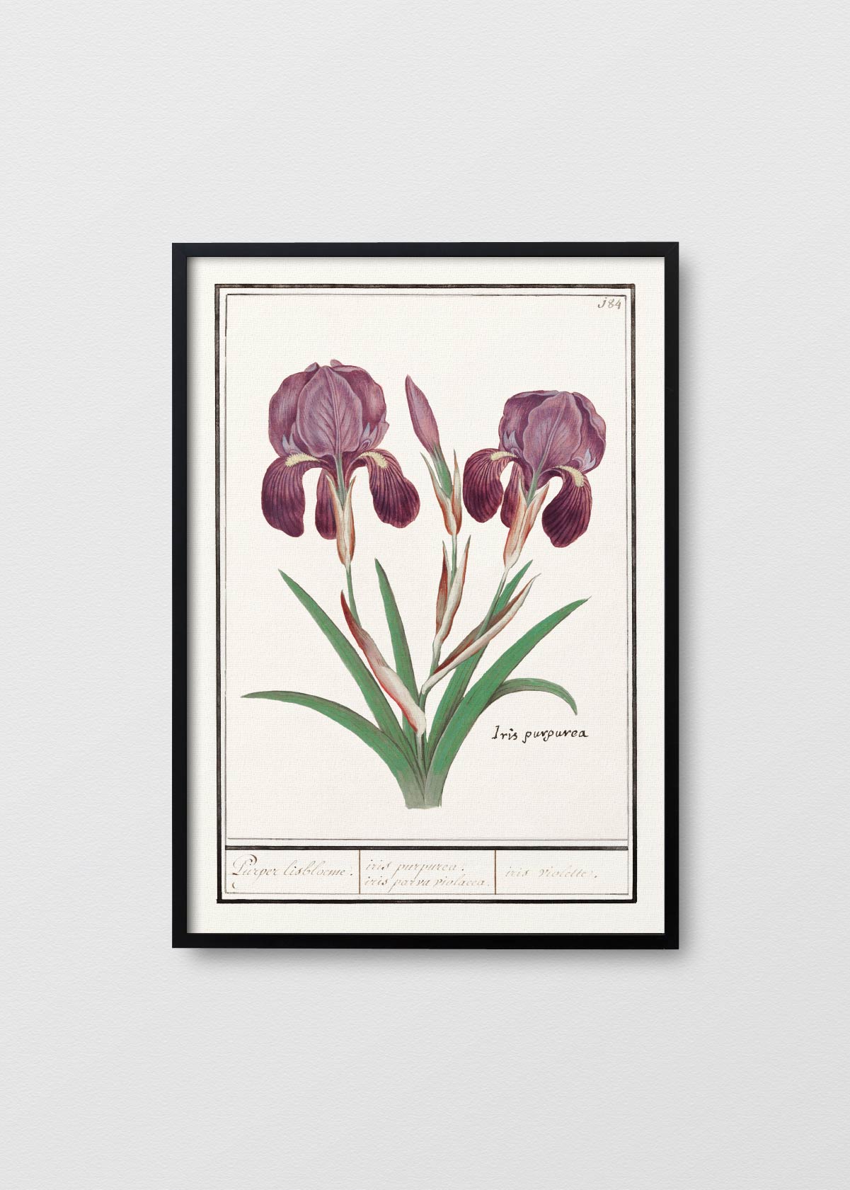 Iris Purpurea - Testimoniaprints