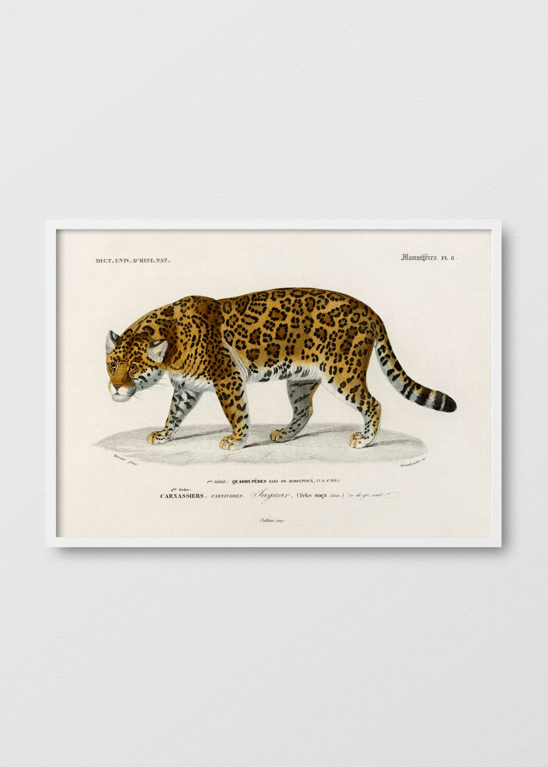 Jaguar - Testimoniaprints
