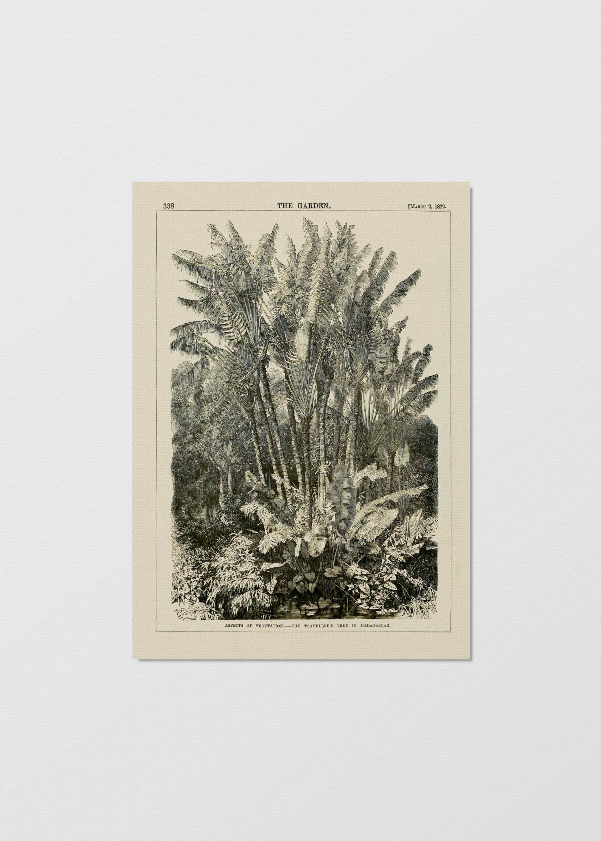 Jungla Blanco y Negro N1 - Testimoniaprints