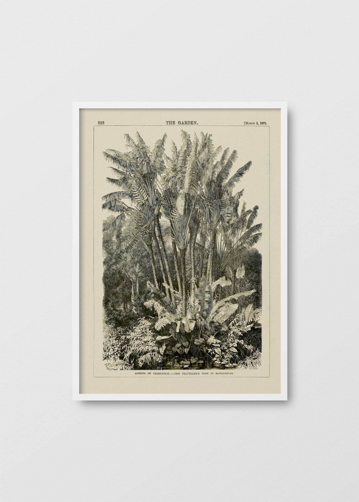 Jungla Blanco y Negro N1 - Testimoniaprints
