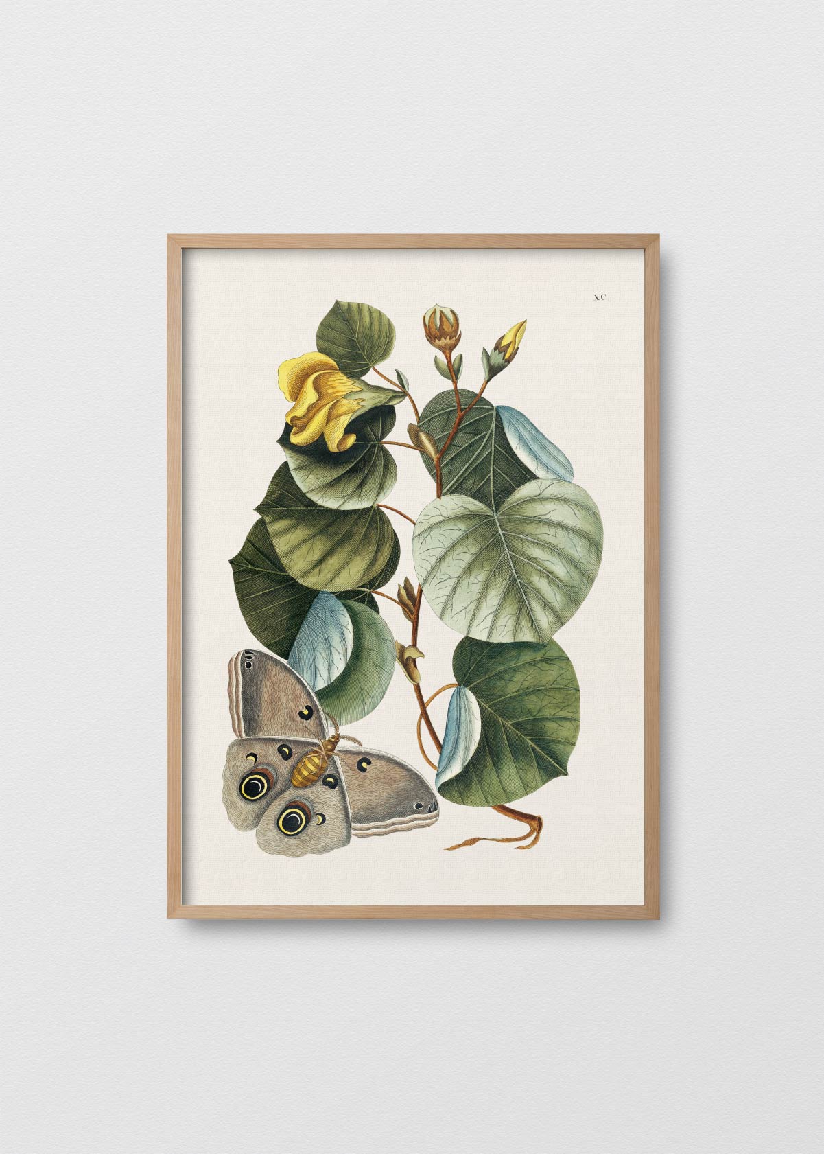 La Mariposa - Testimoniaprints