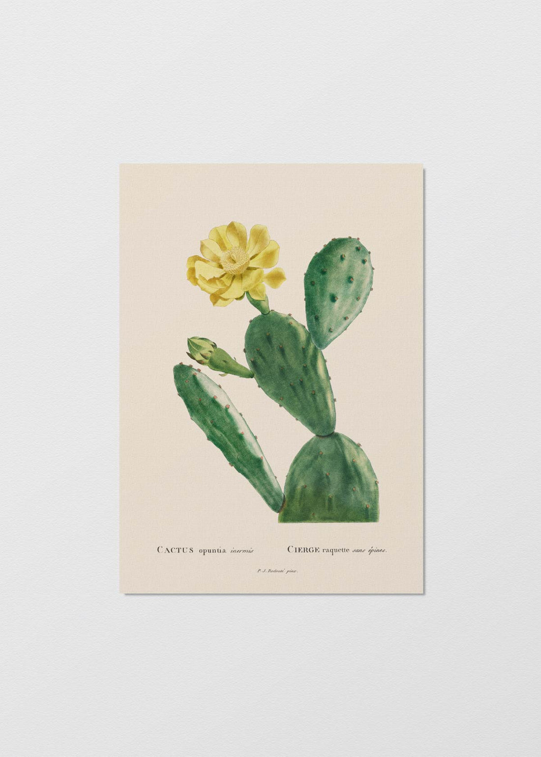 Lámina Cactus Opuntia II - Testimoniaprints