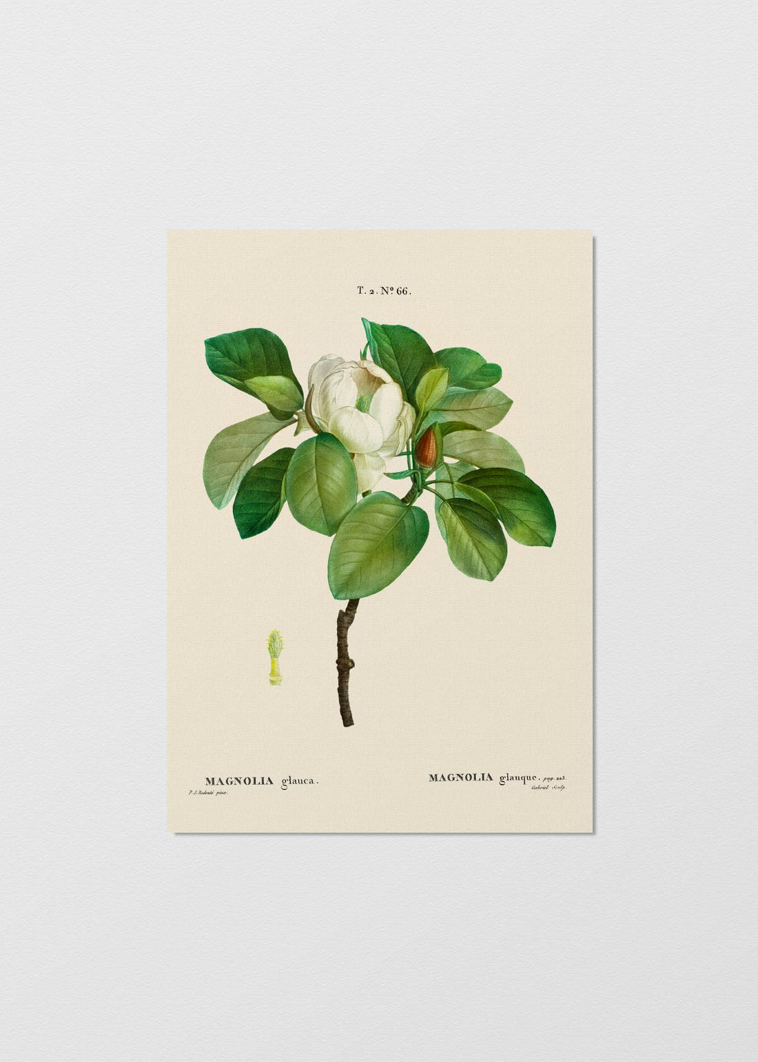 Lámina Magnolia en Flor - Testimoniaprints