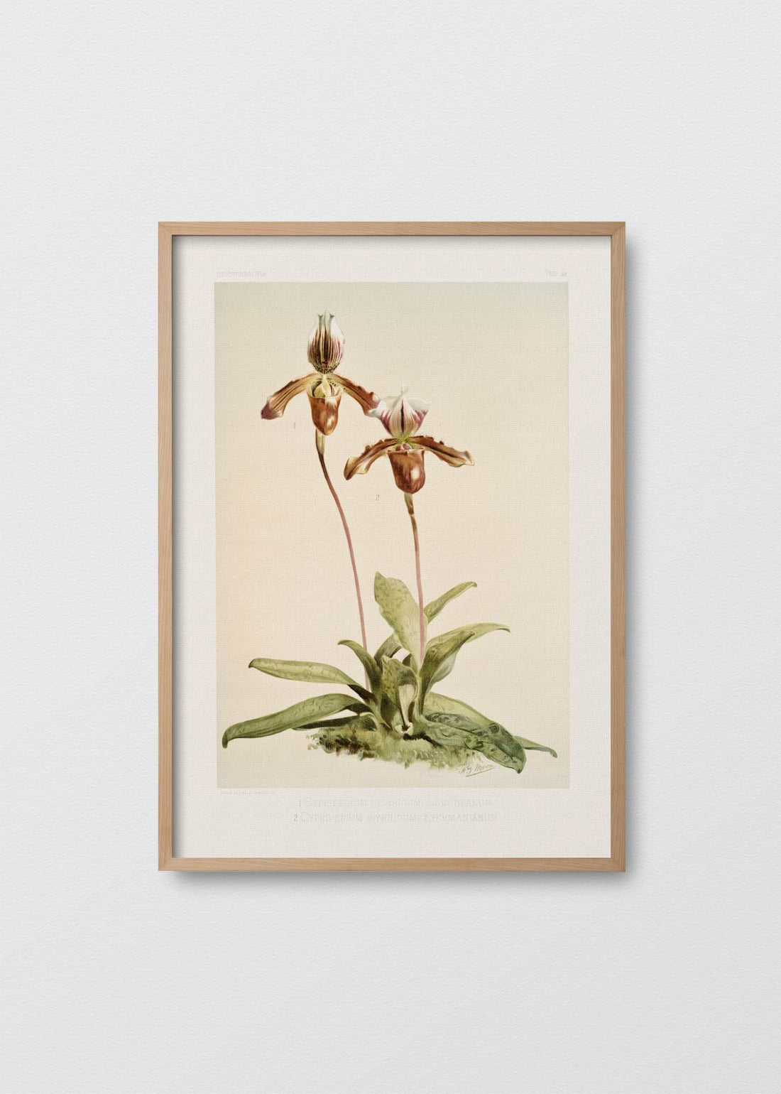 Lámina Orchidea Cypripedium - Testimoniaprints
