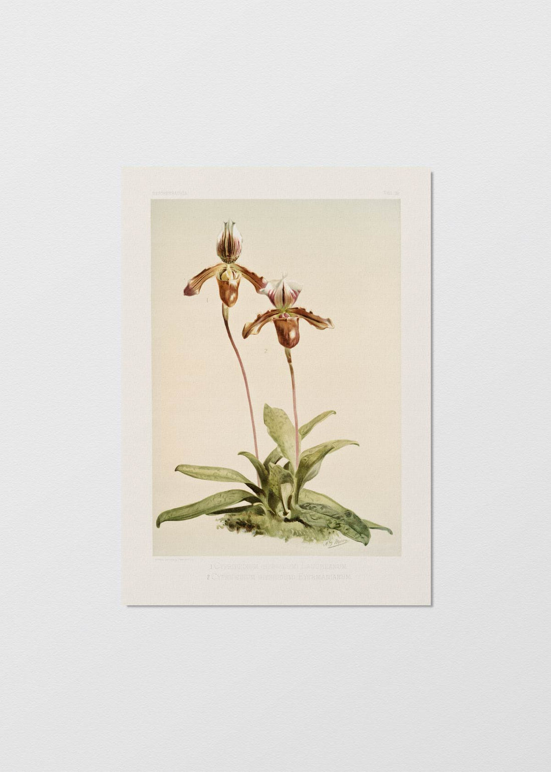 Lámina Orchidea Cypripedium - Testimoniaprints