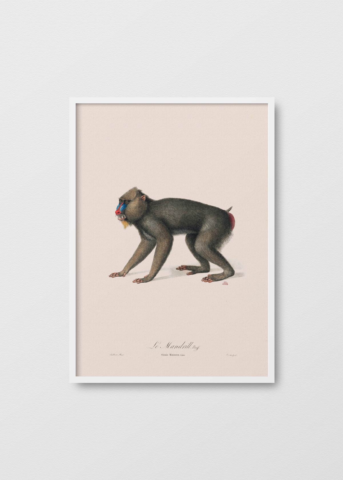 Le Mandrill - Testimoniaprints