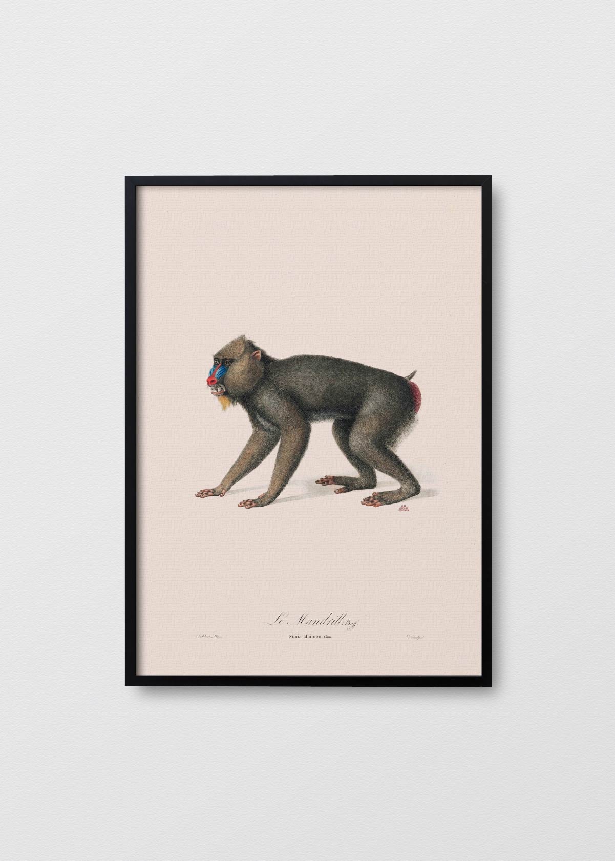 Le Mandrill - Testimoniaprints