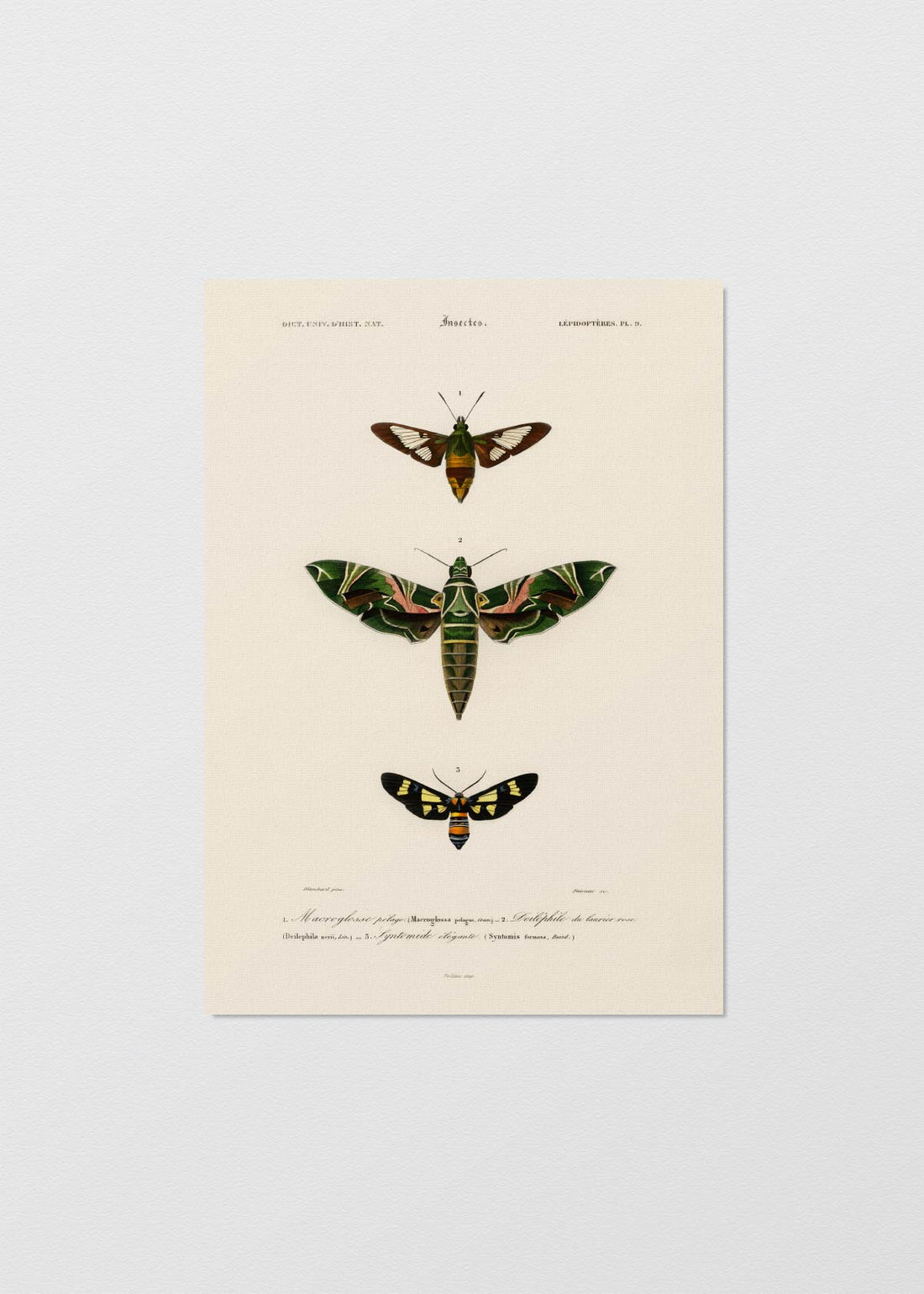 Lepidoptera - Testimoniaprints