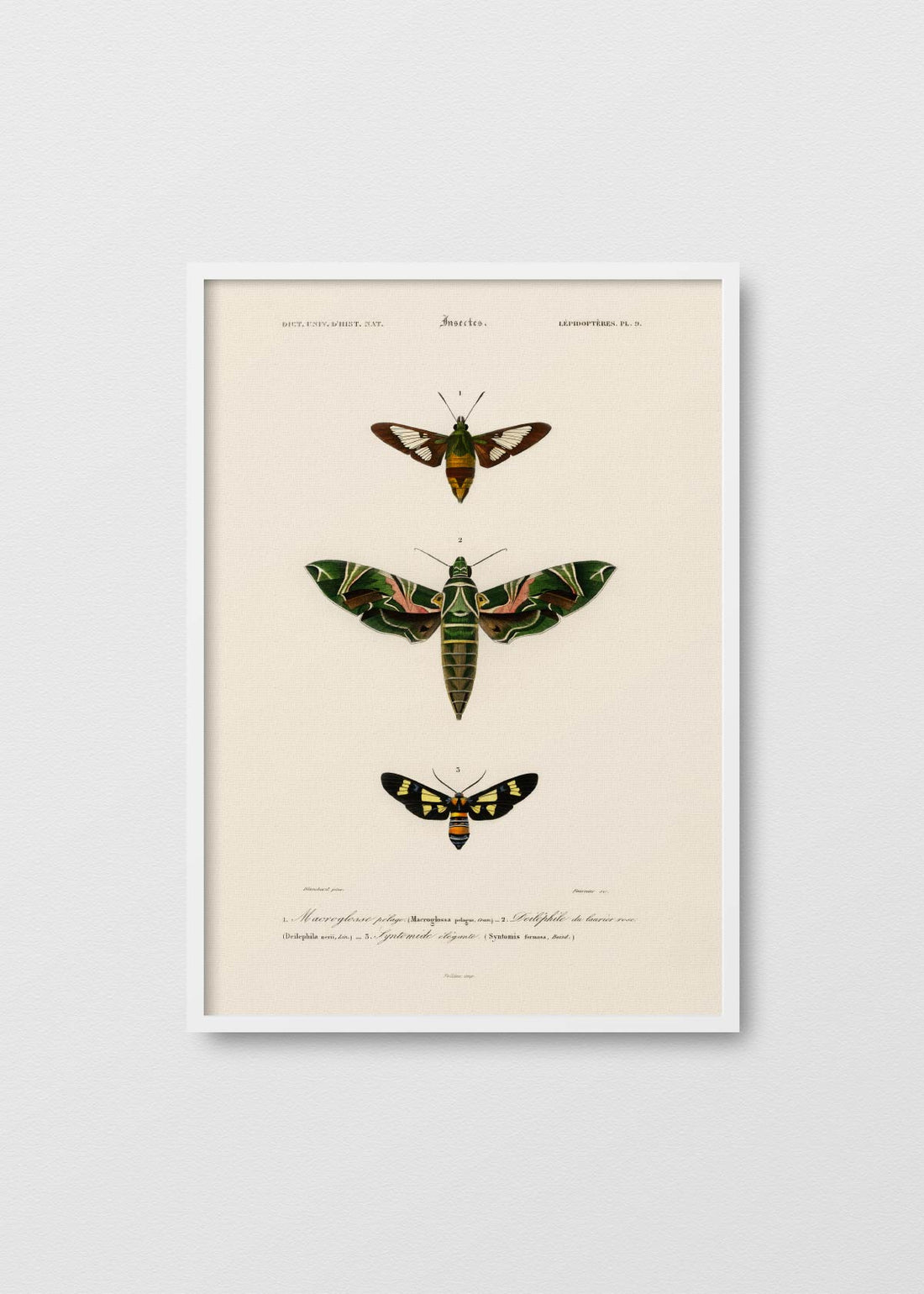 Lepidoptera - Testimoniaprints